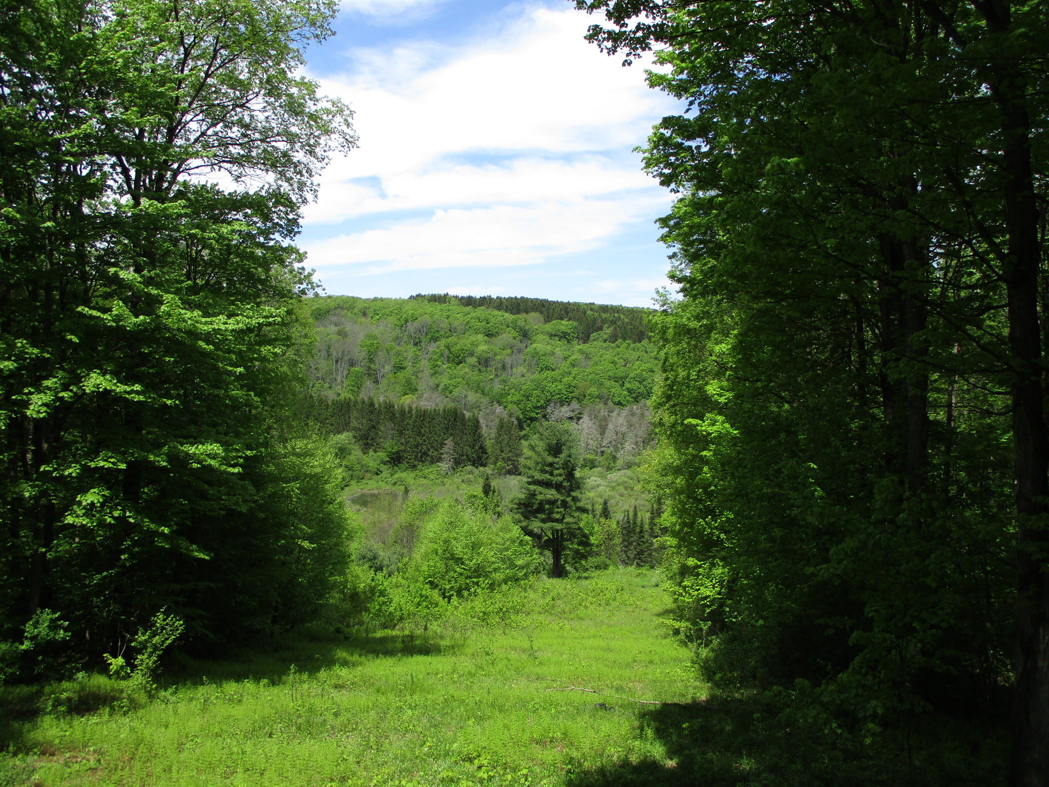 Legacy Land and Cabin