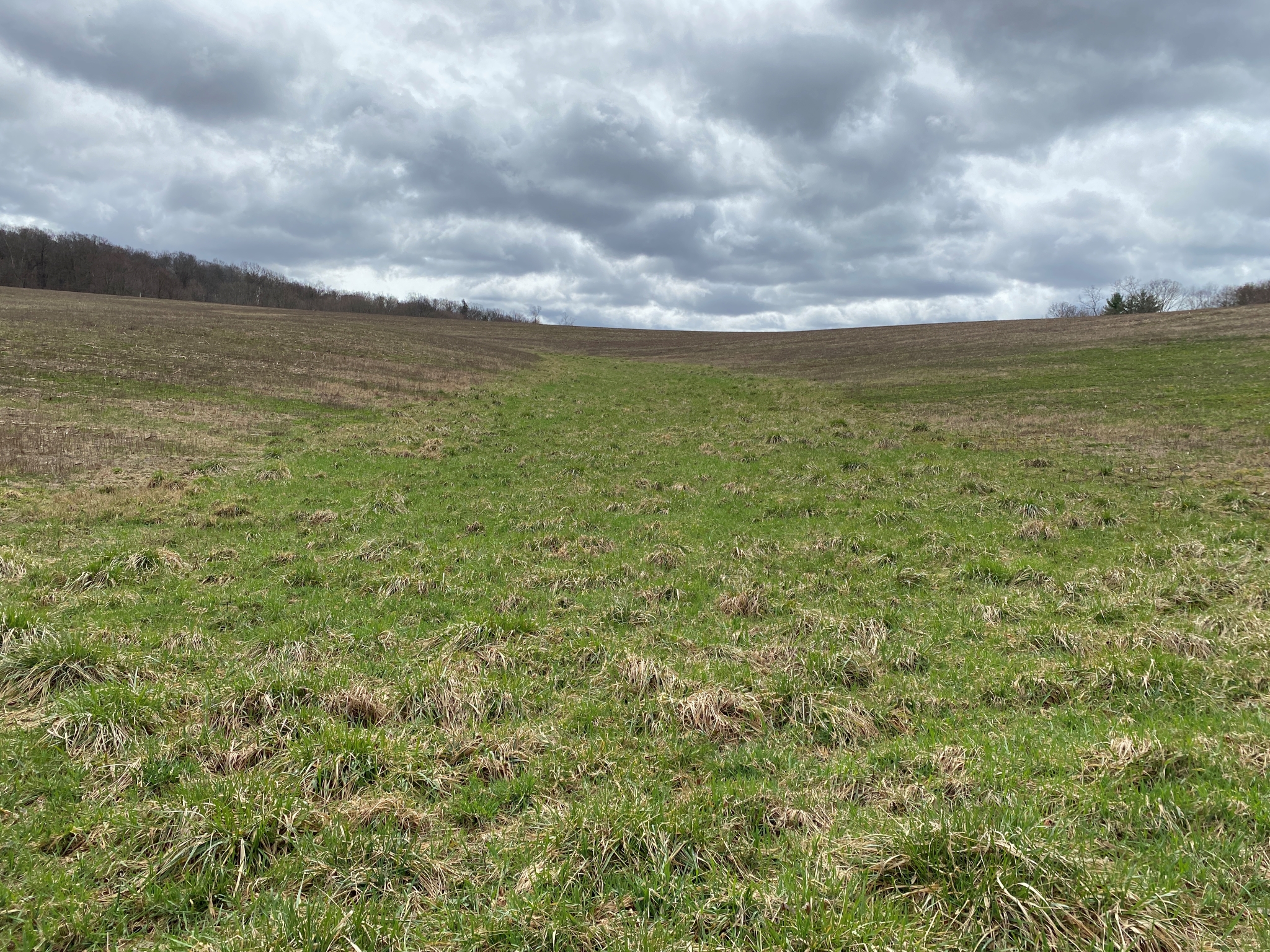 Mark's Meadow