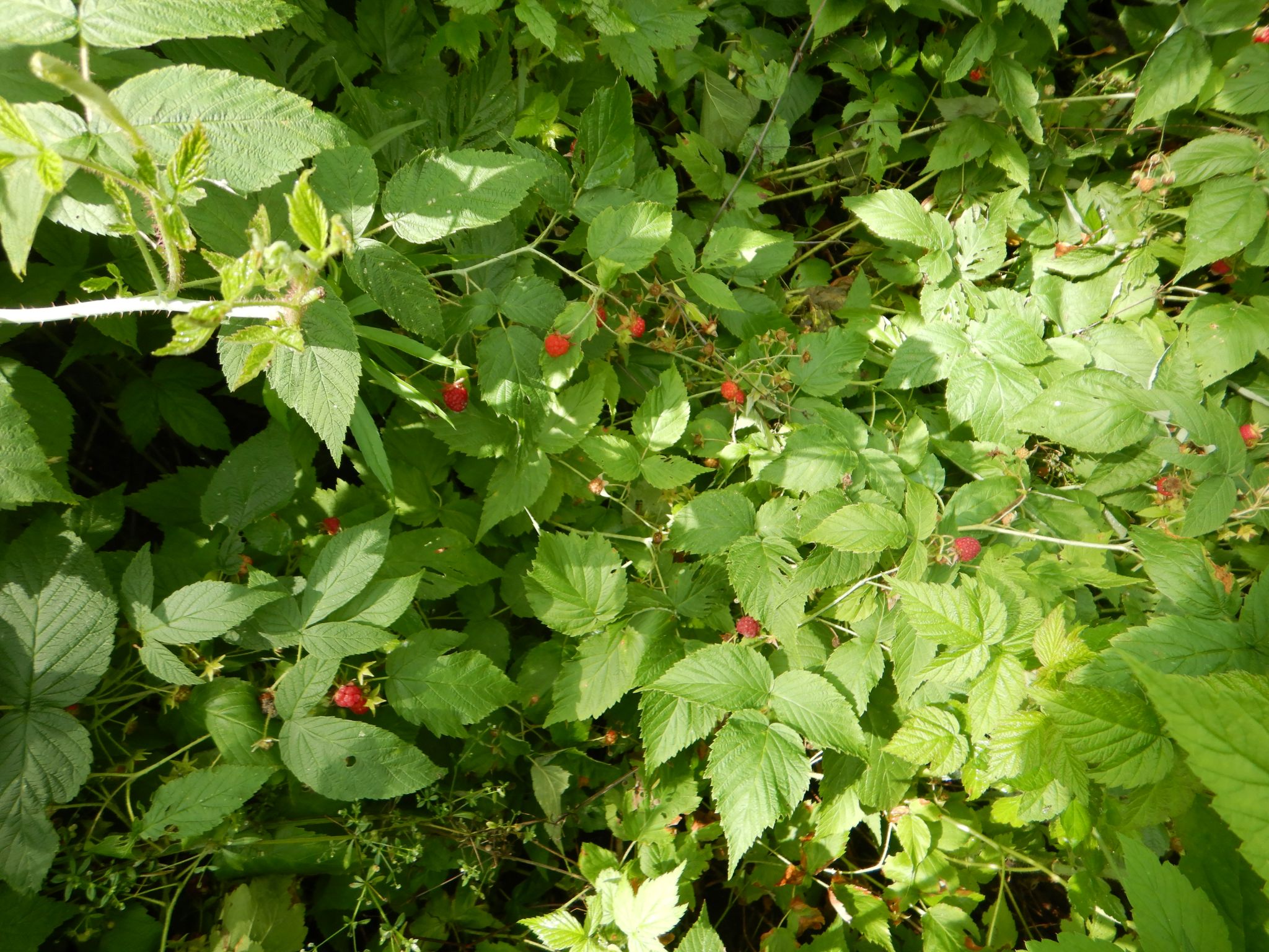 Listing Image 15