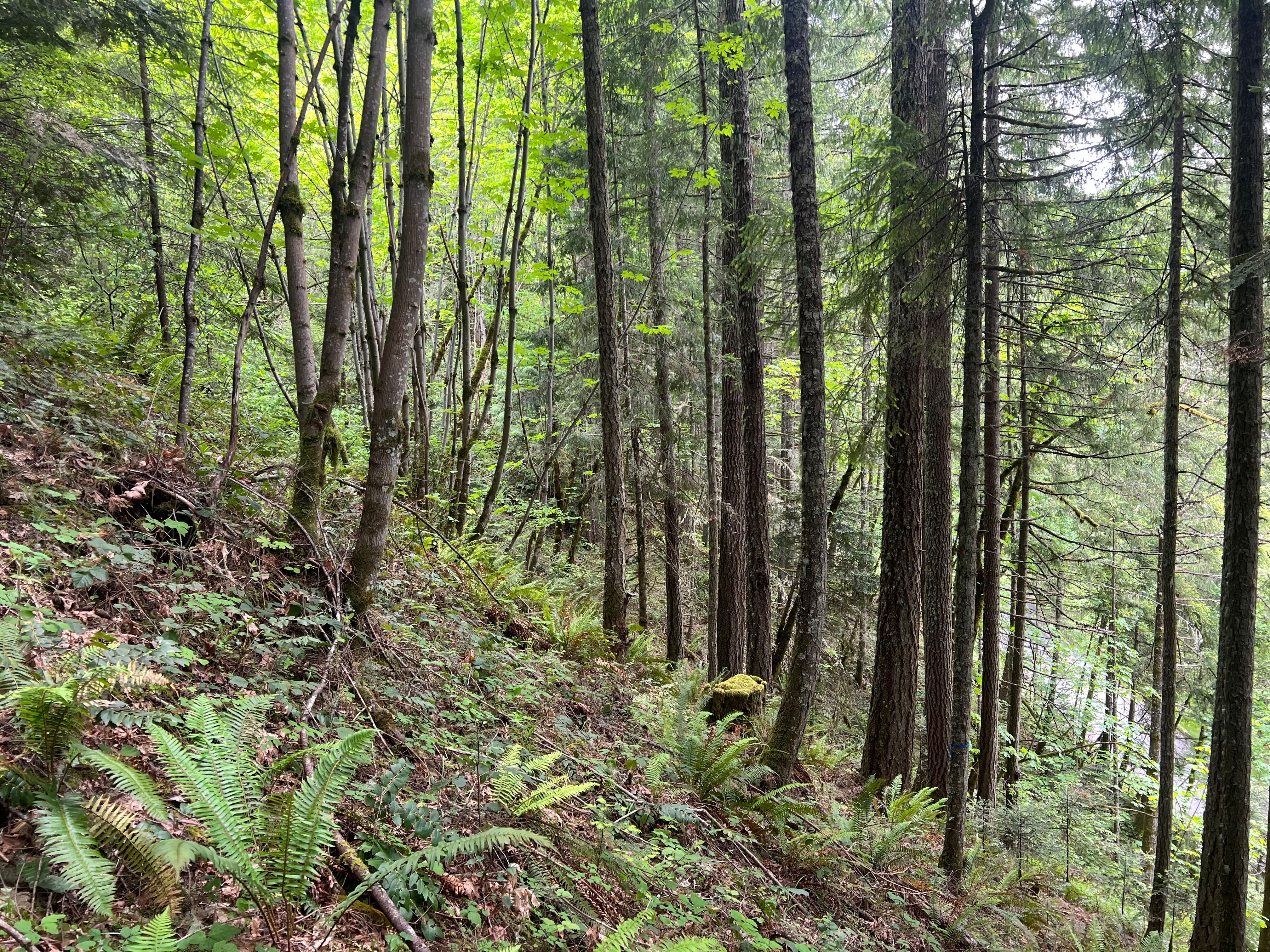 83715 Peninsula Rd Fall Creek OR