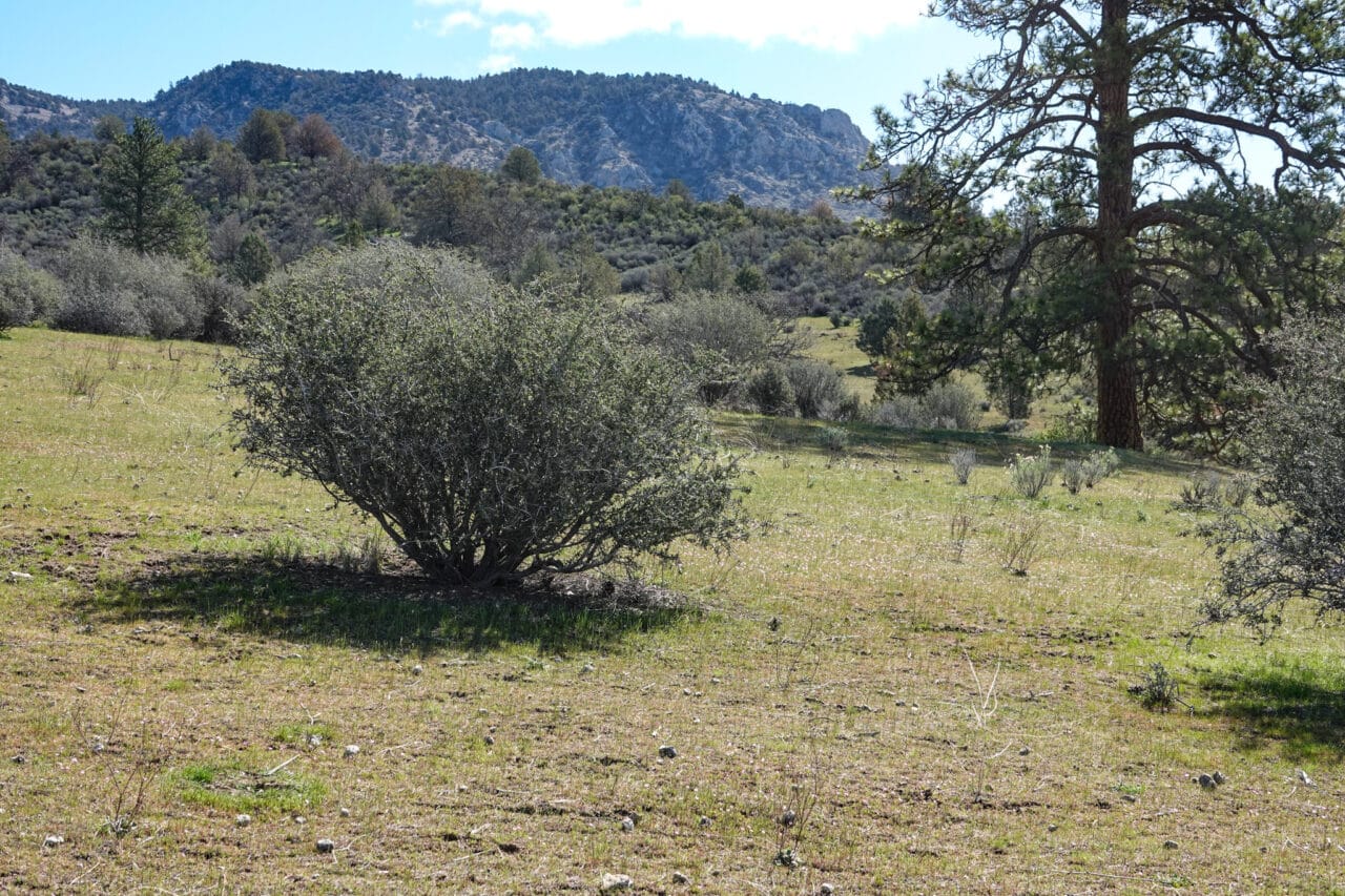 Blacktail Hills Retreat