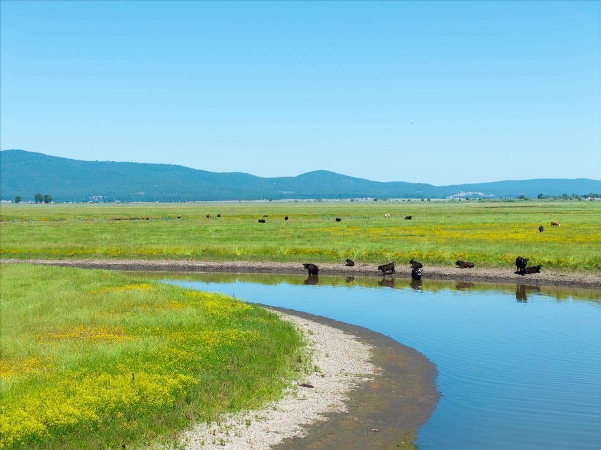 Pit River Cattle Ranch