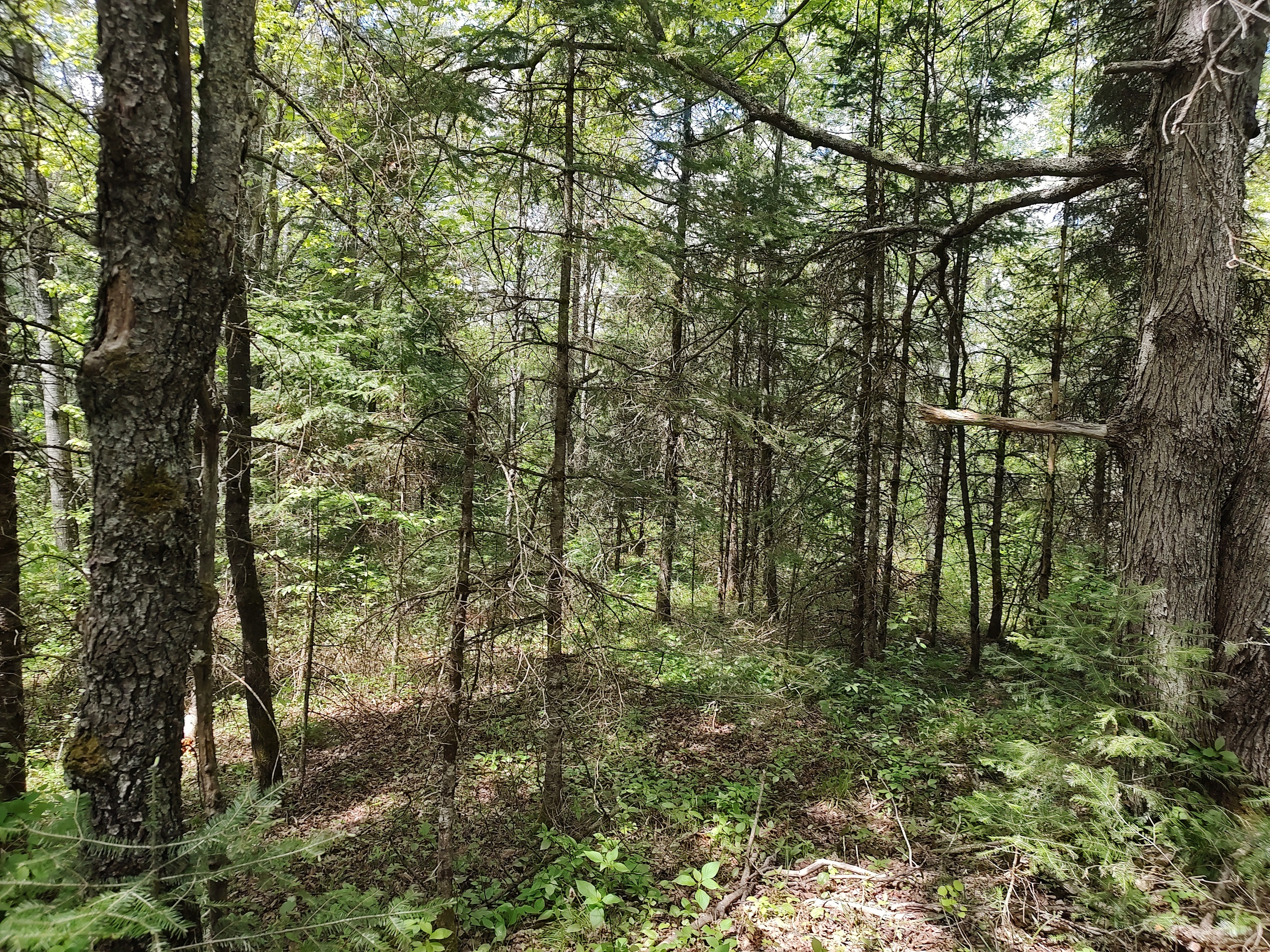 Wooded 240 Acres Michigan U.P. 50173948