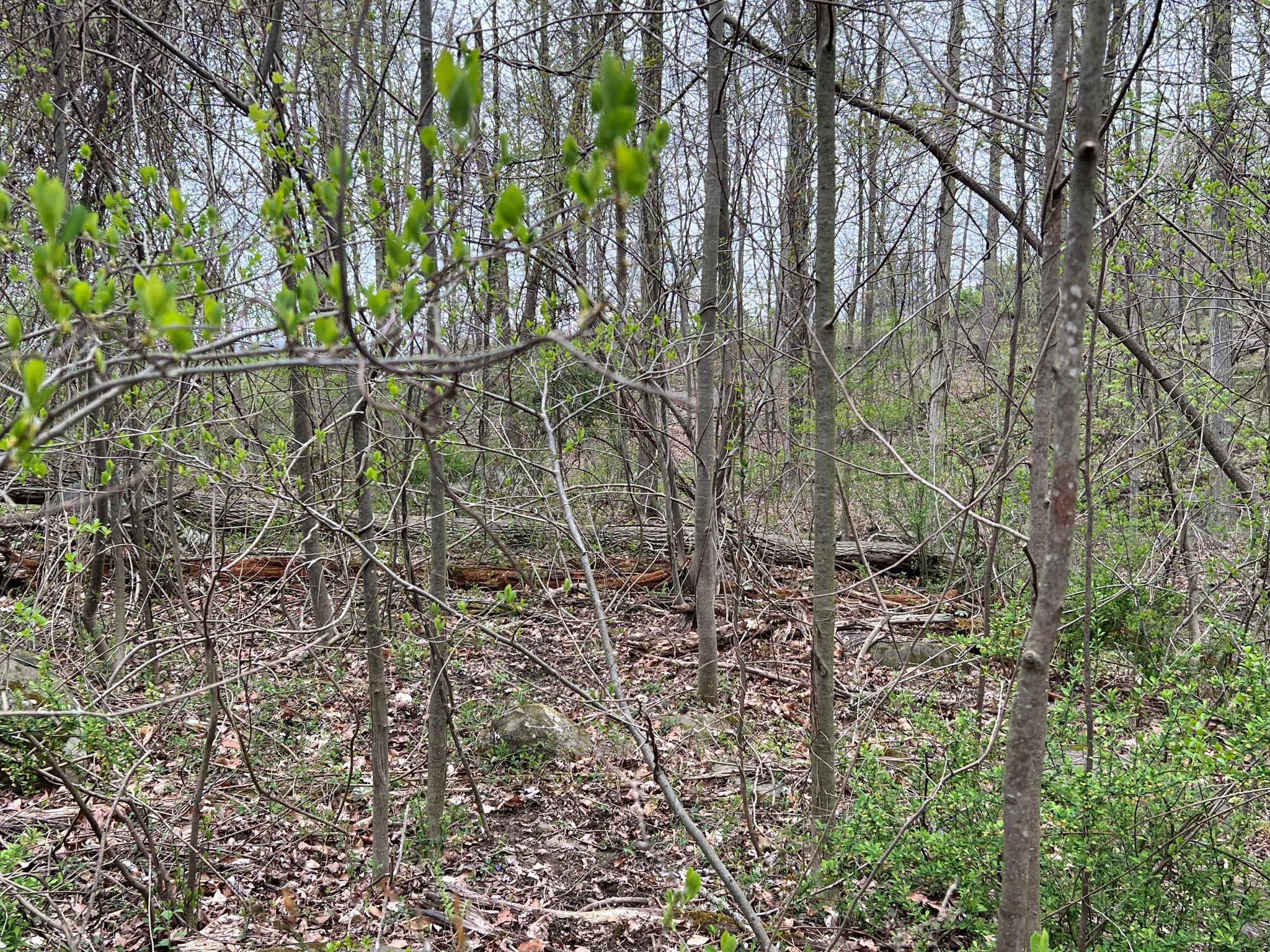 Etown Woodlands