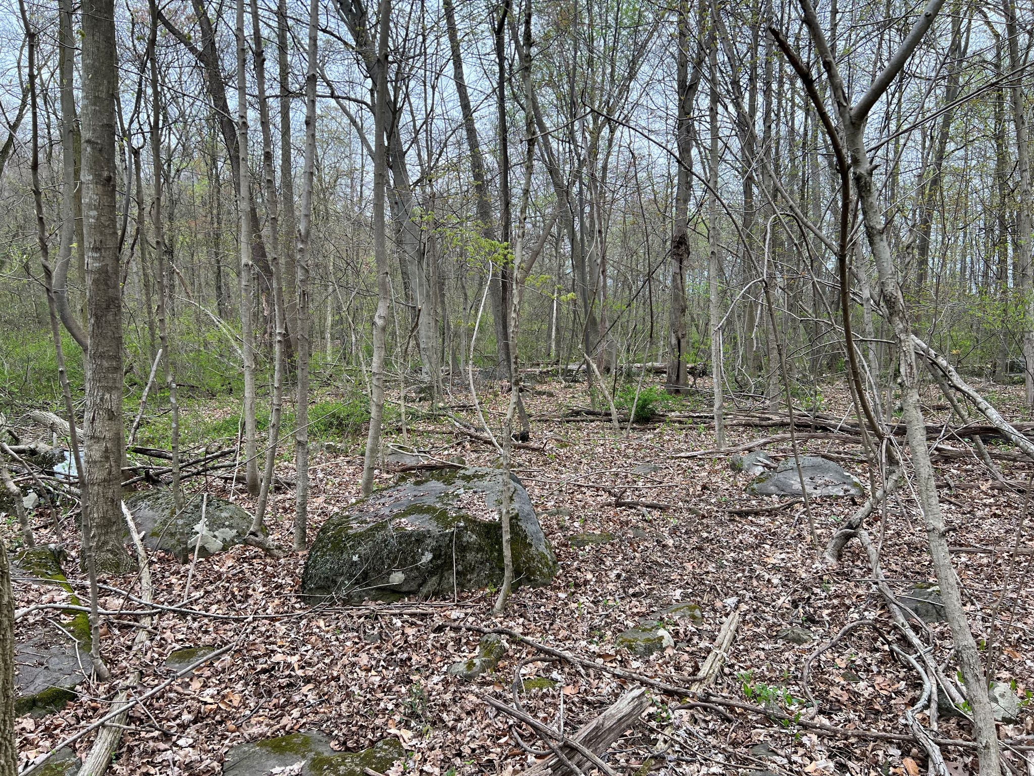Etown Woodlands