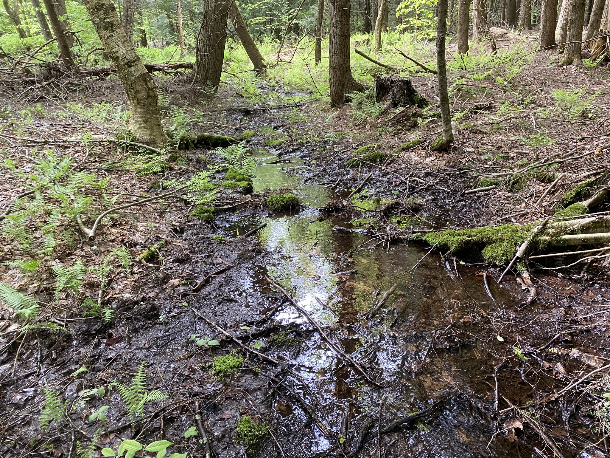 Salmon River Country "Back 40"