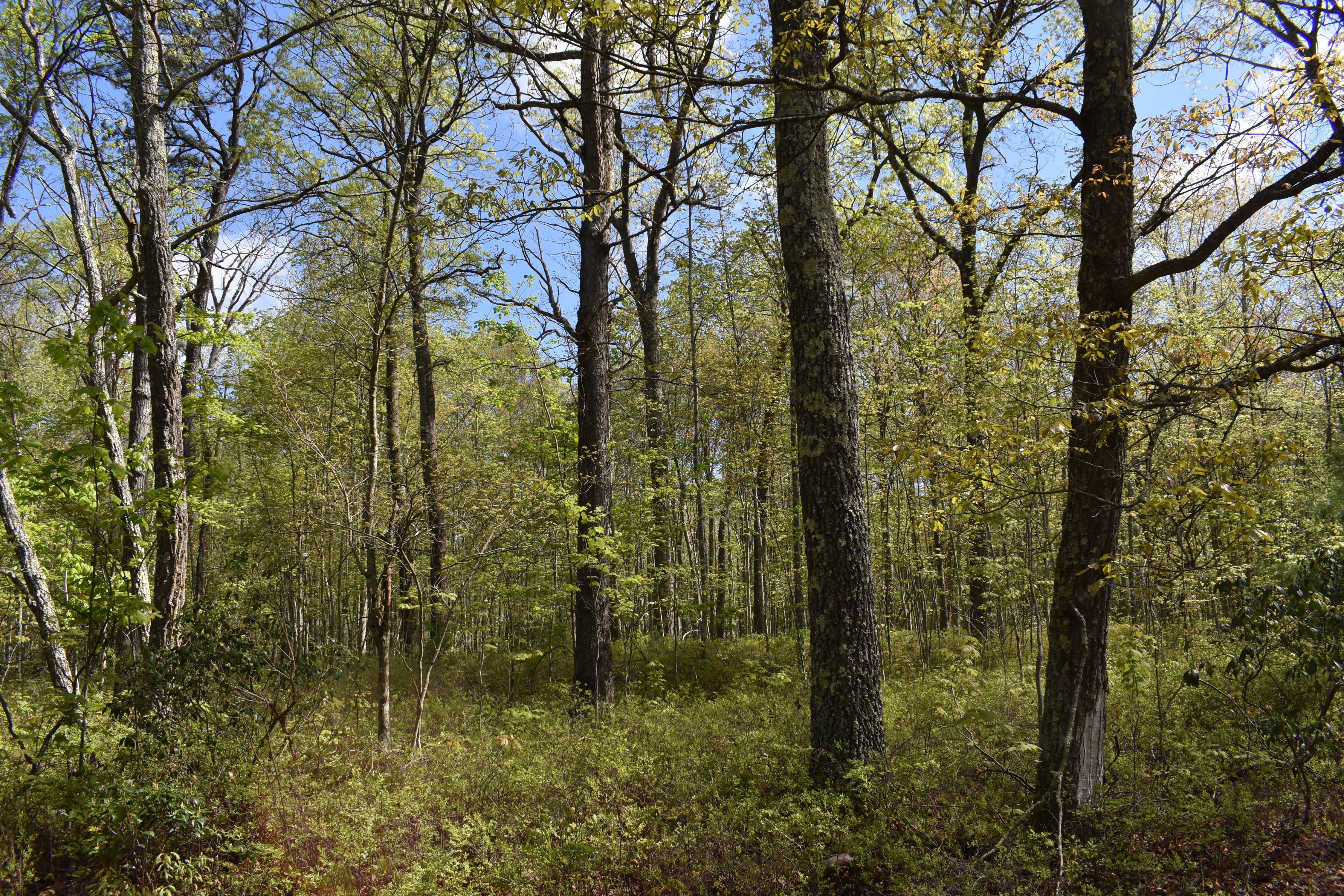 Grugan Hollow