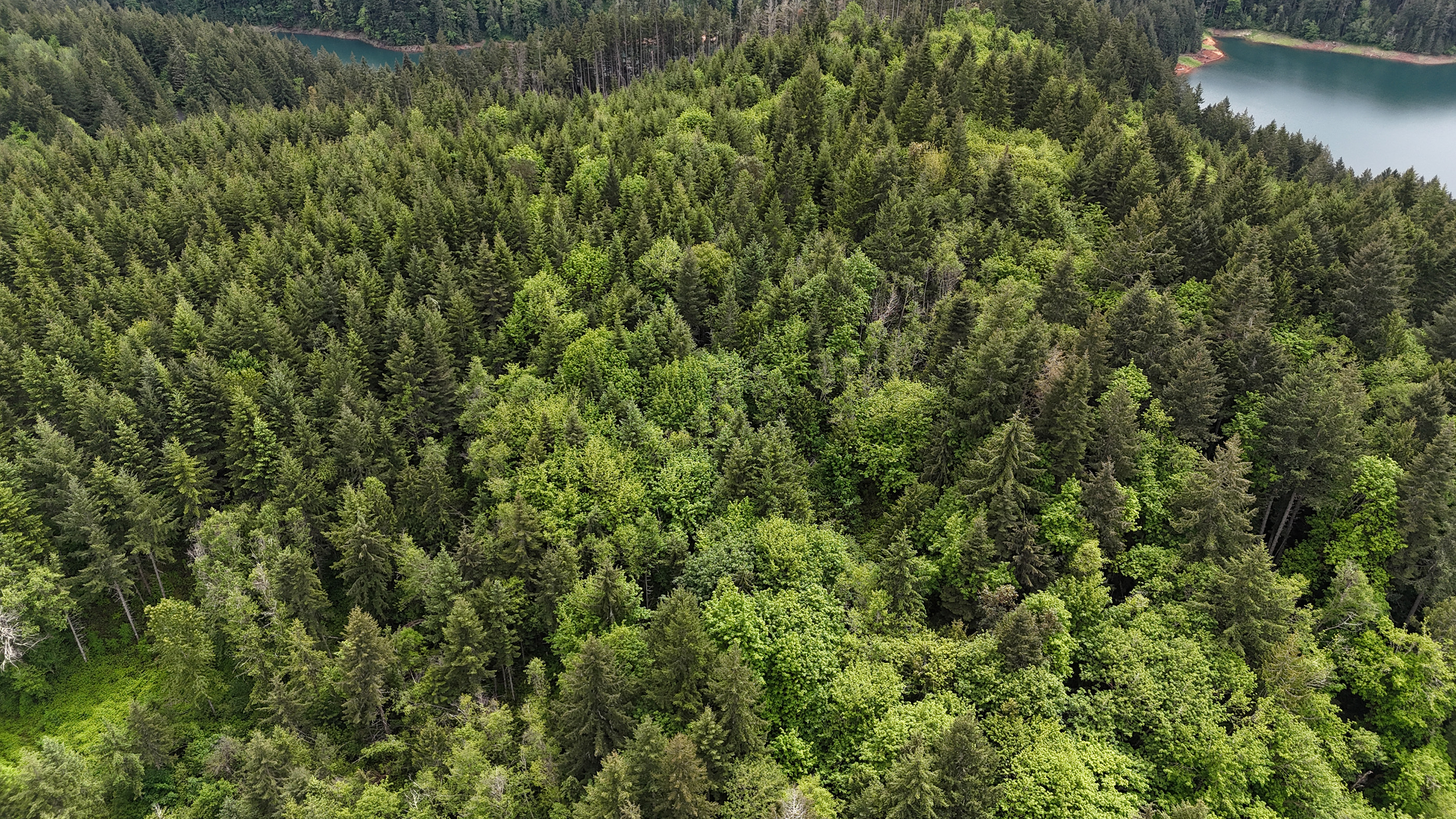83715 Peninsula Rd Fall Creek OR