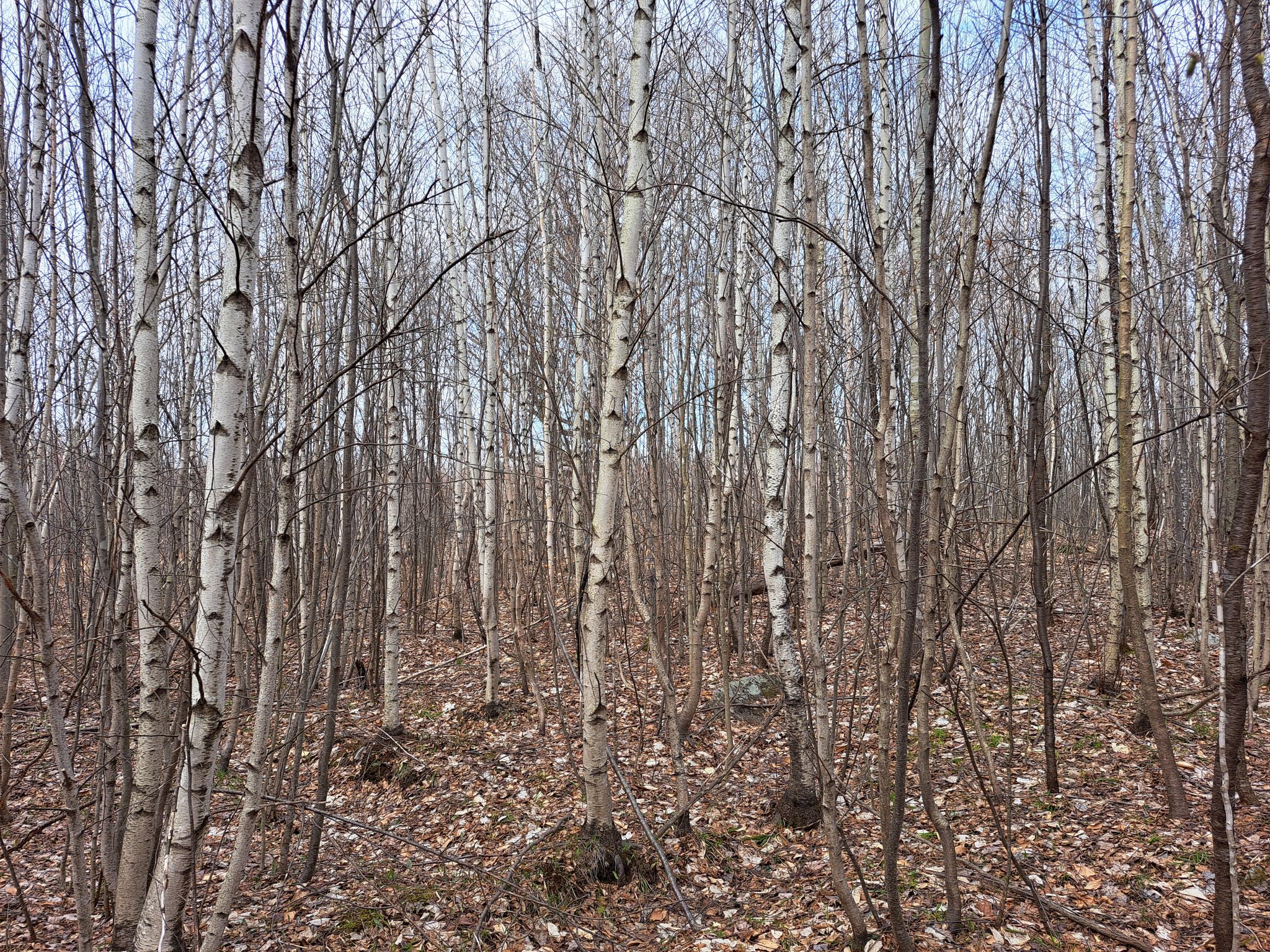 Listing Image 46