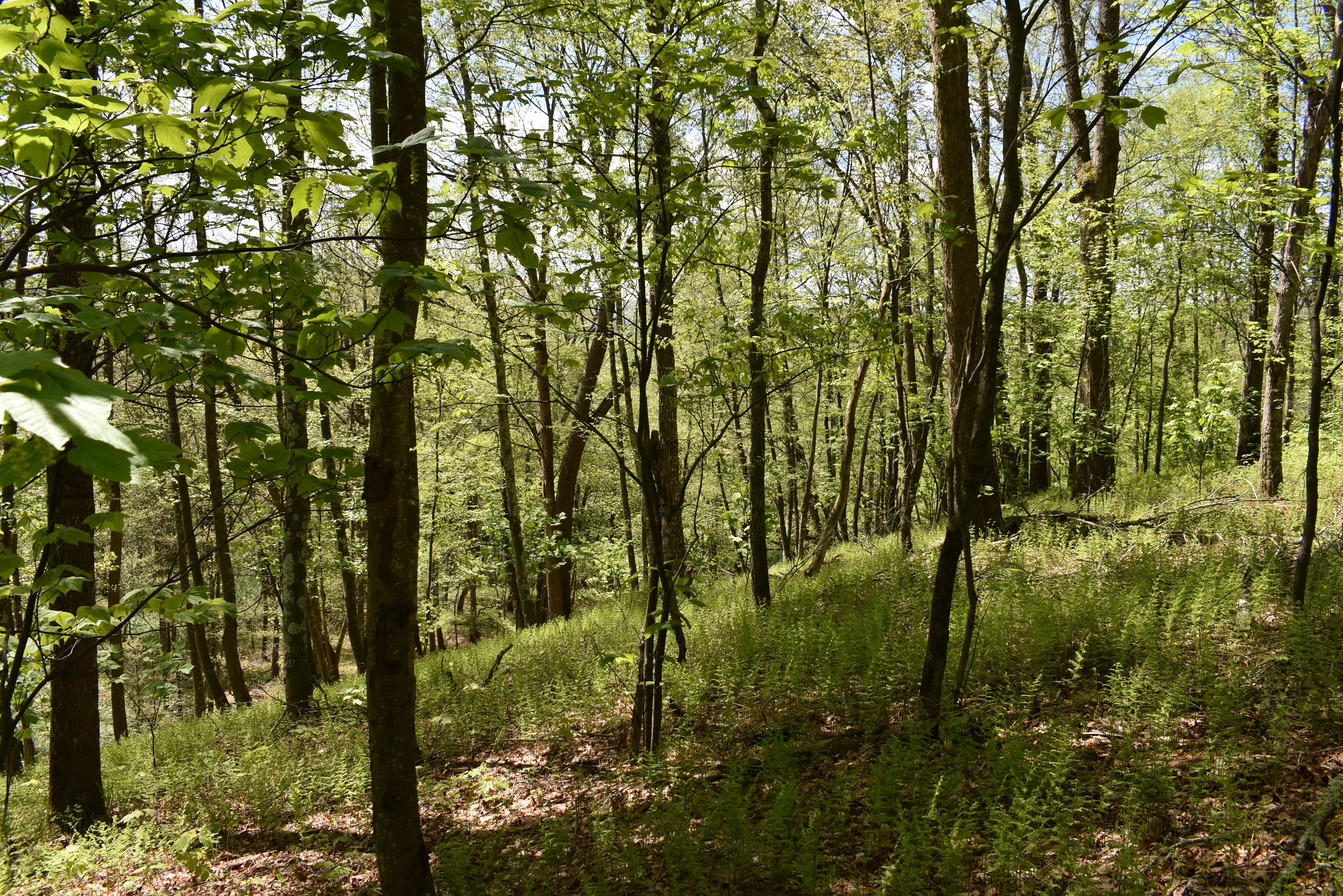 Grugan Hollow