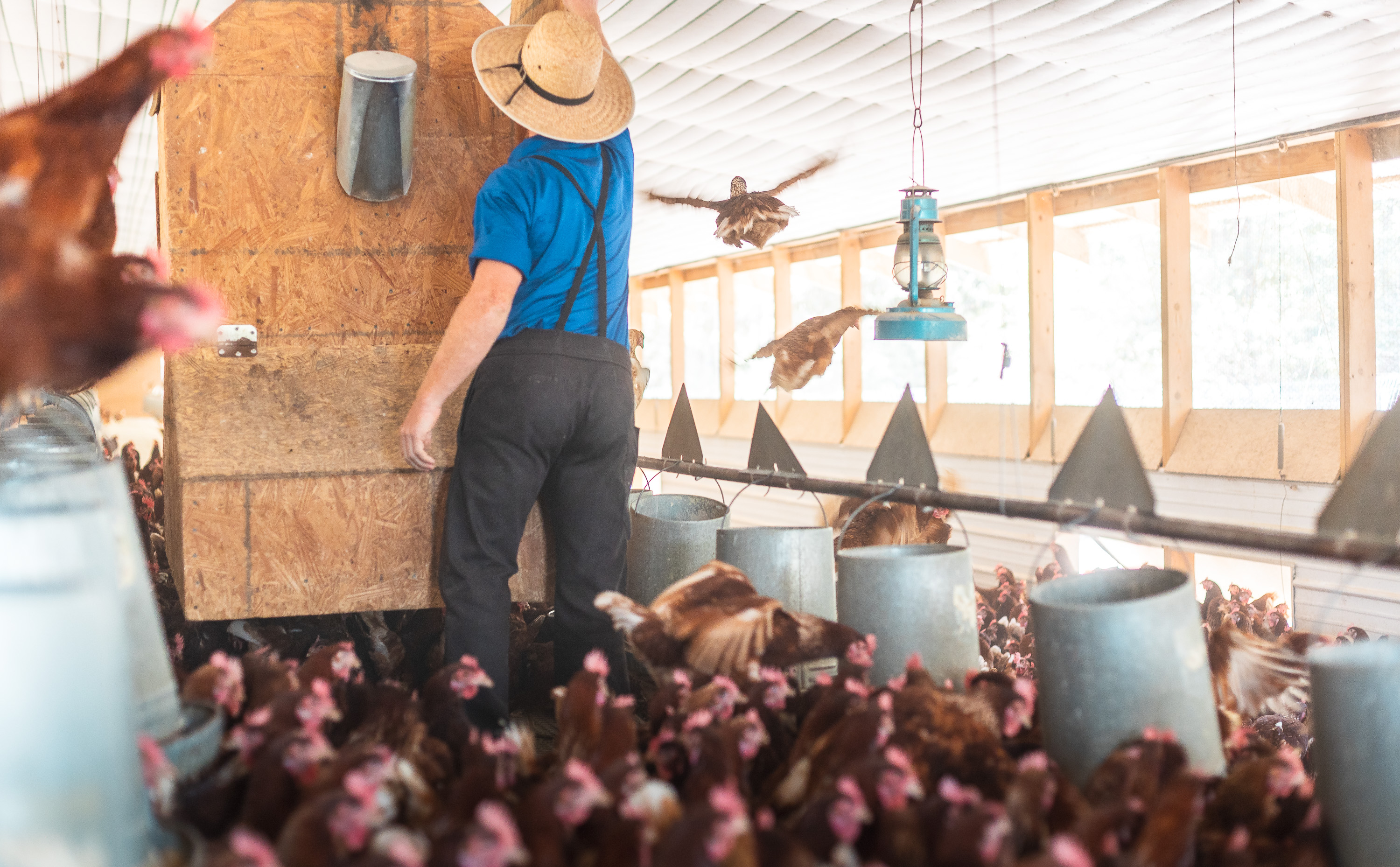 Cage Free Chicken Farm