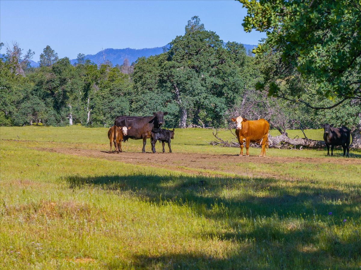 Davis Ranch Road