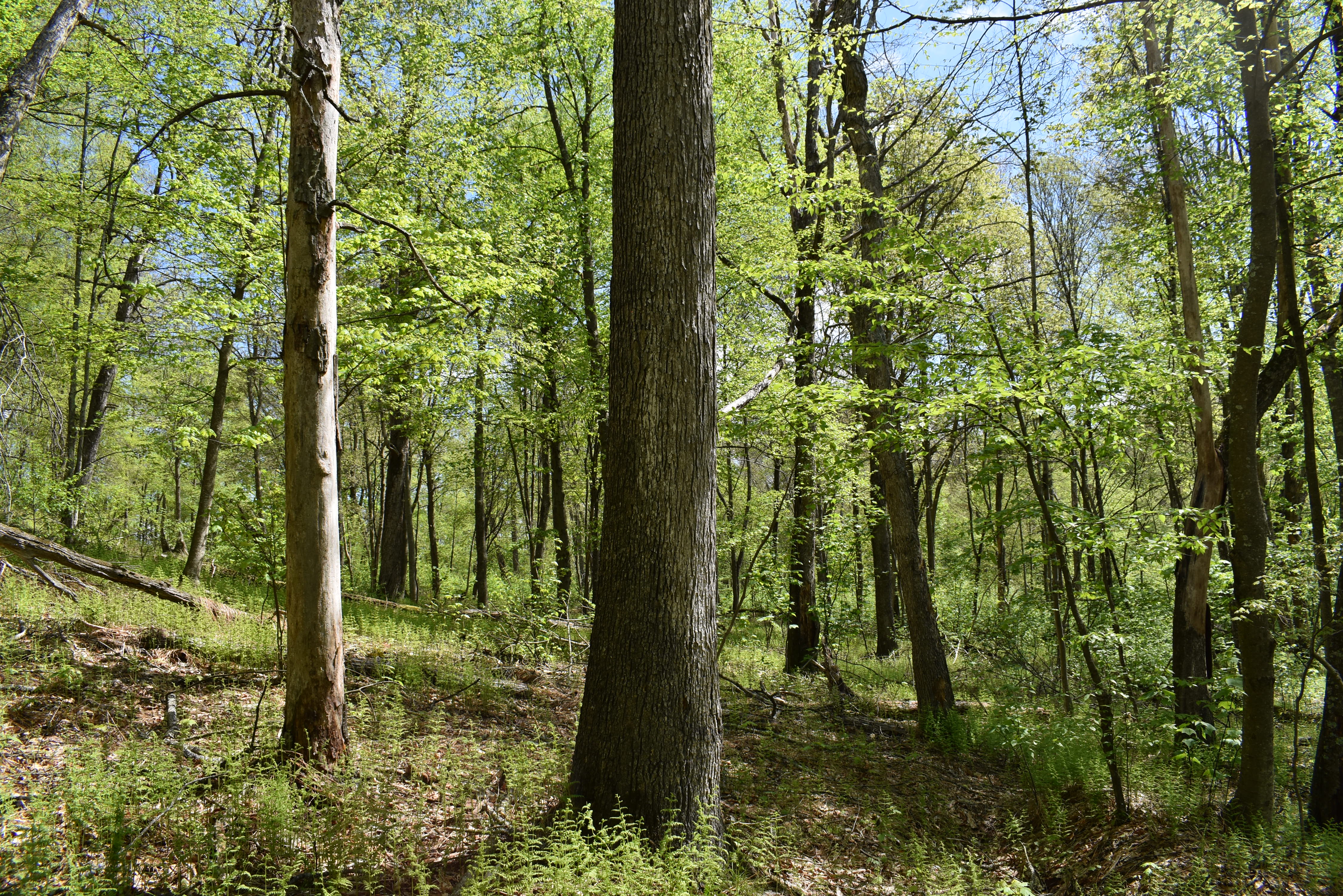 Grugan Hollow