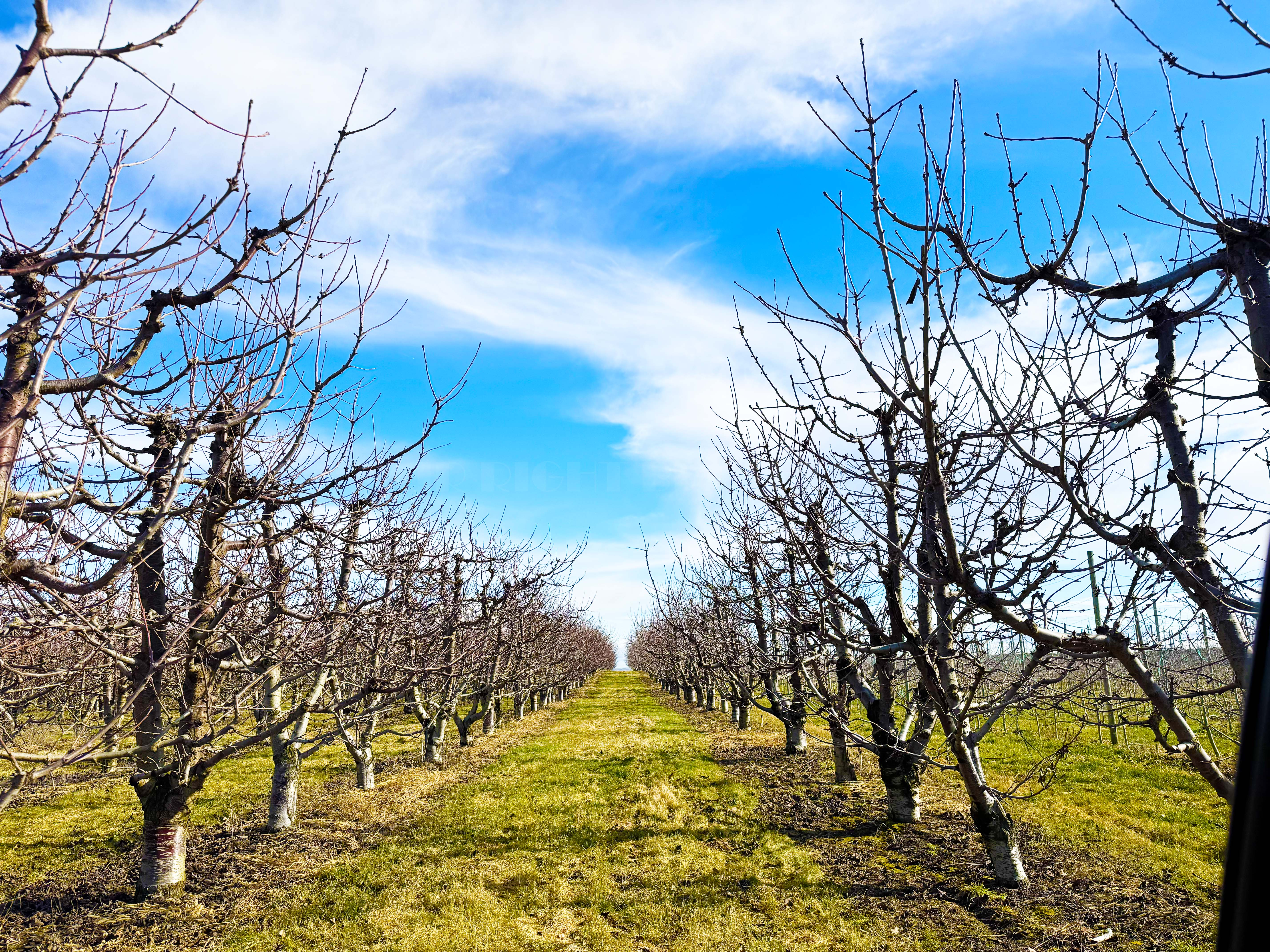 Best Price in County for Productive Orchard