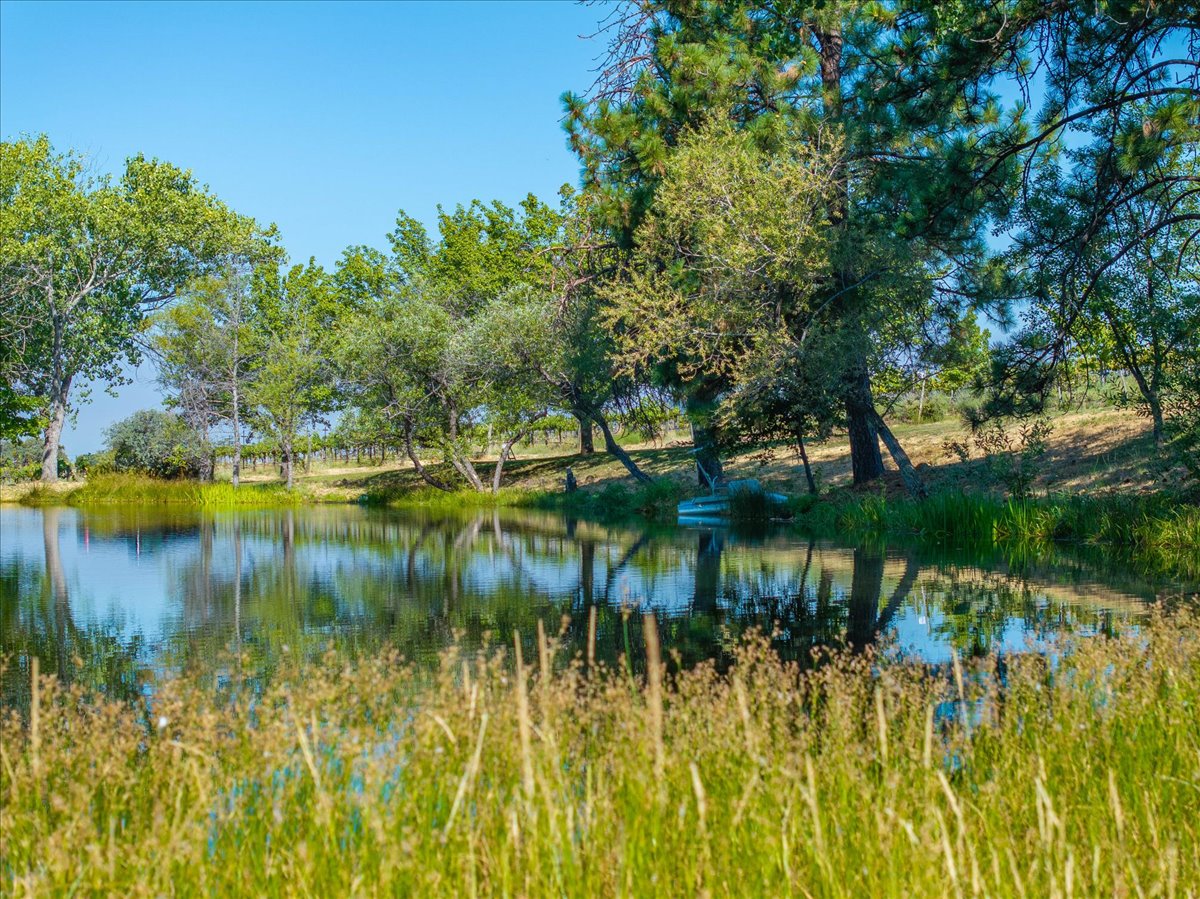 Alger Vineyards and More