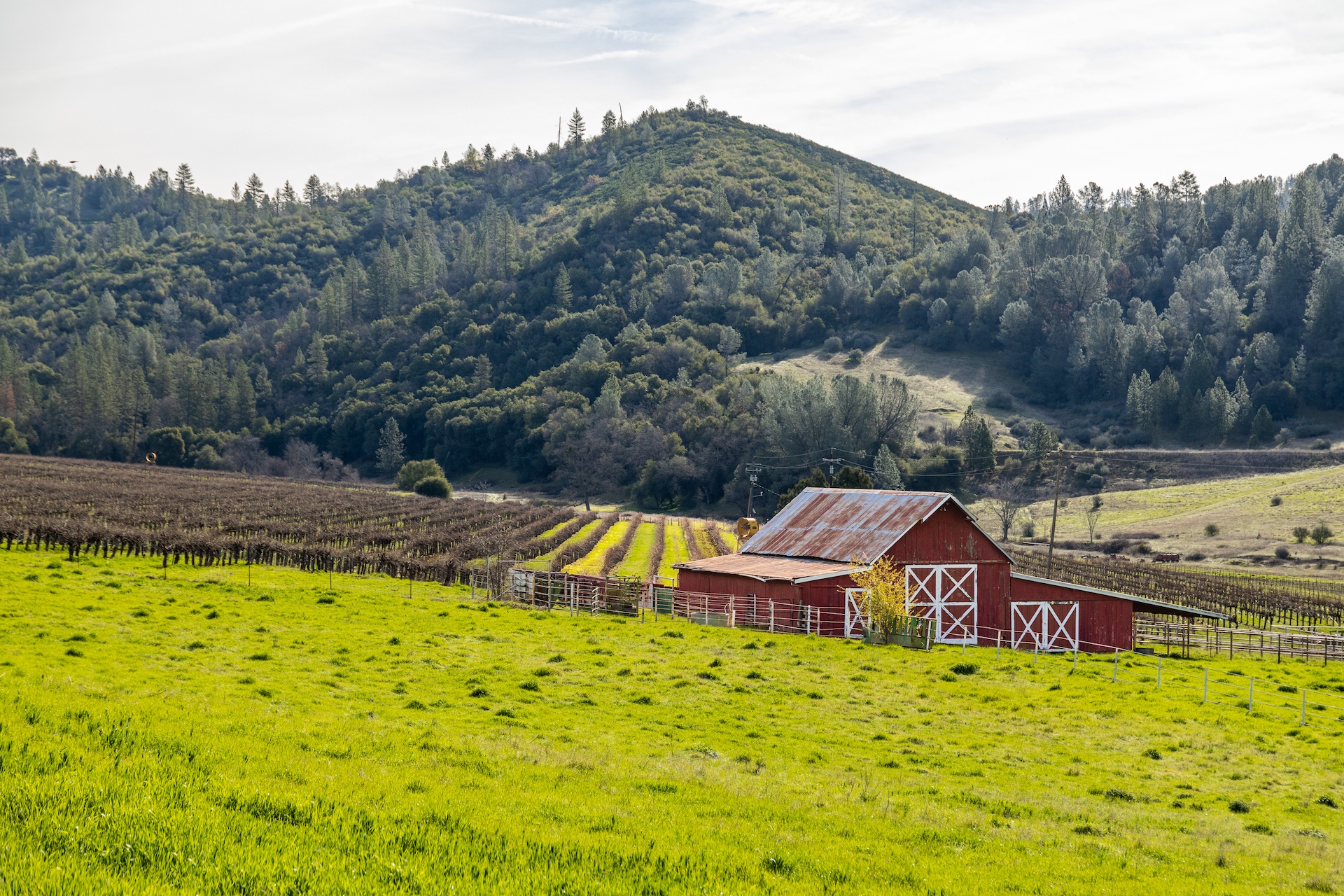 Chatom Vineyards