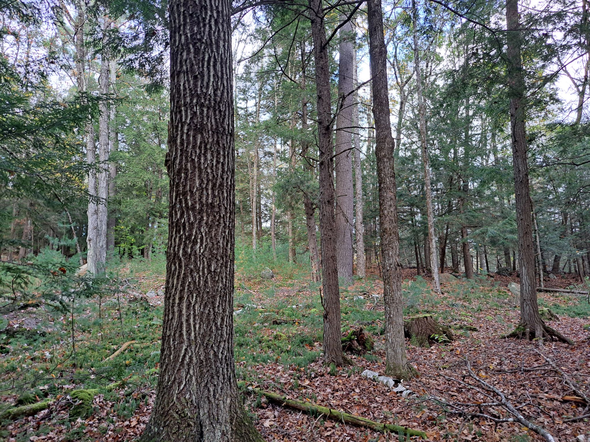 Hudson River Woods & Water