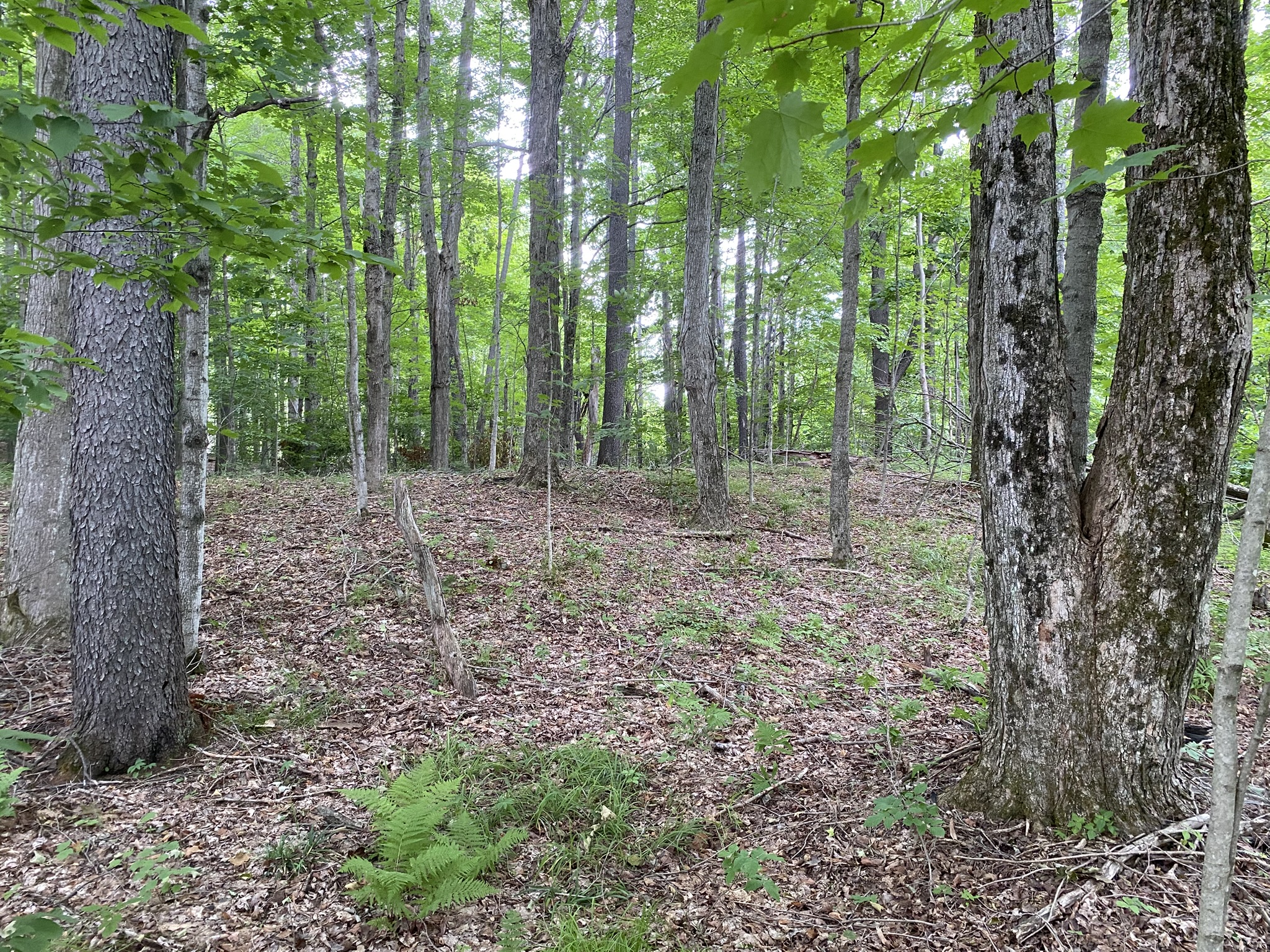 Listing Image 77