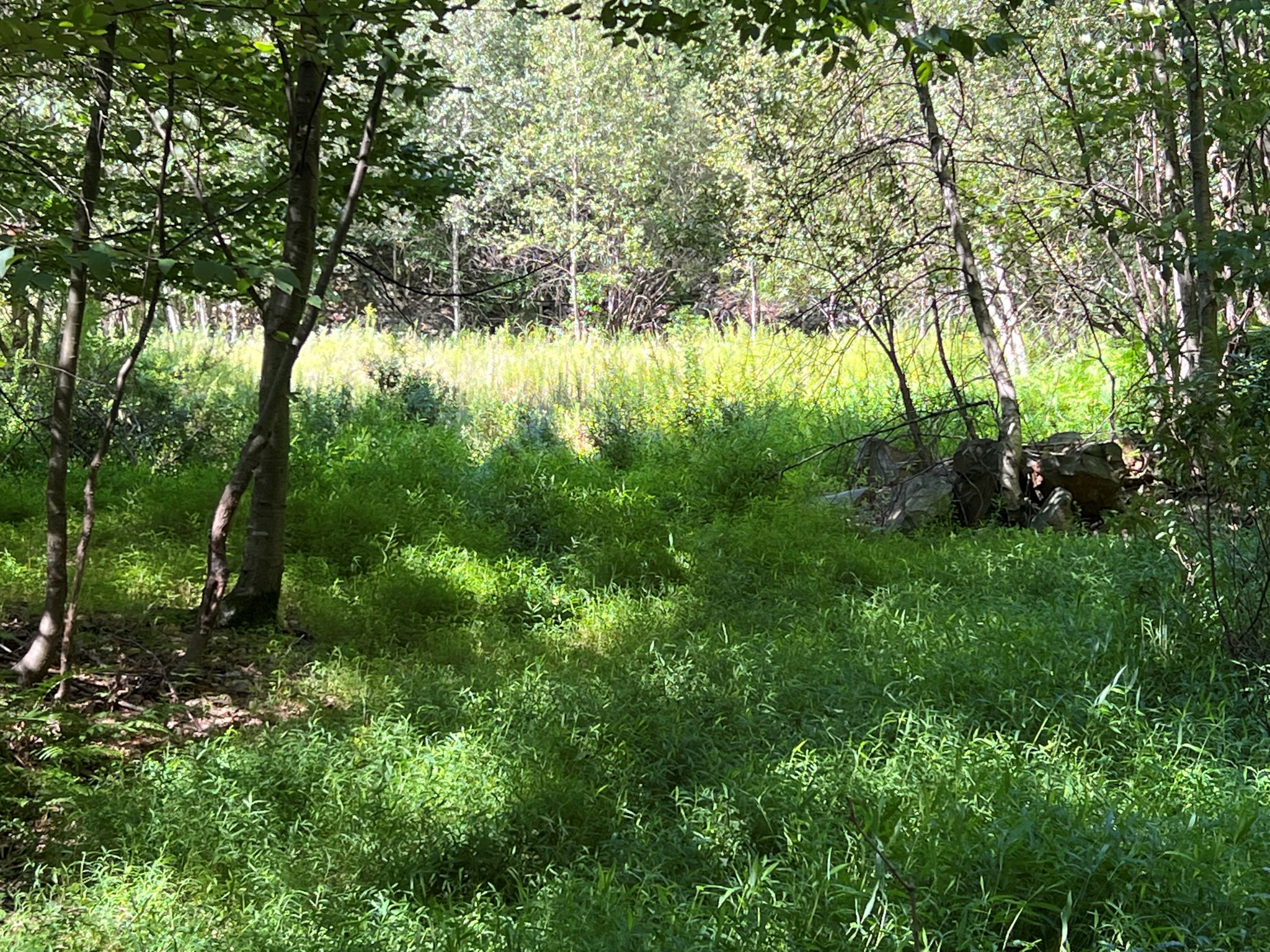Pocono Area Gem