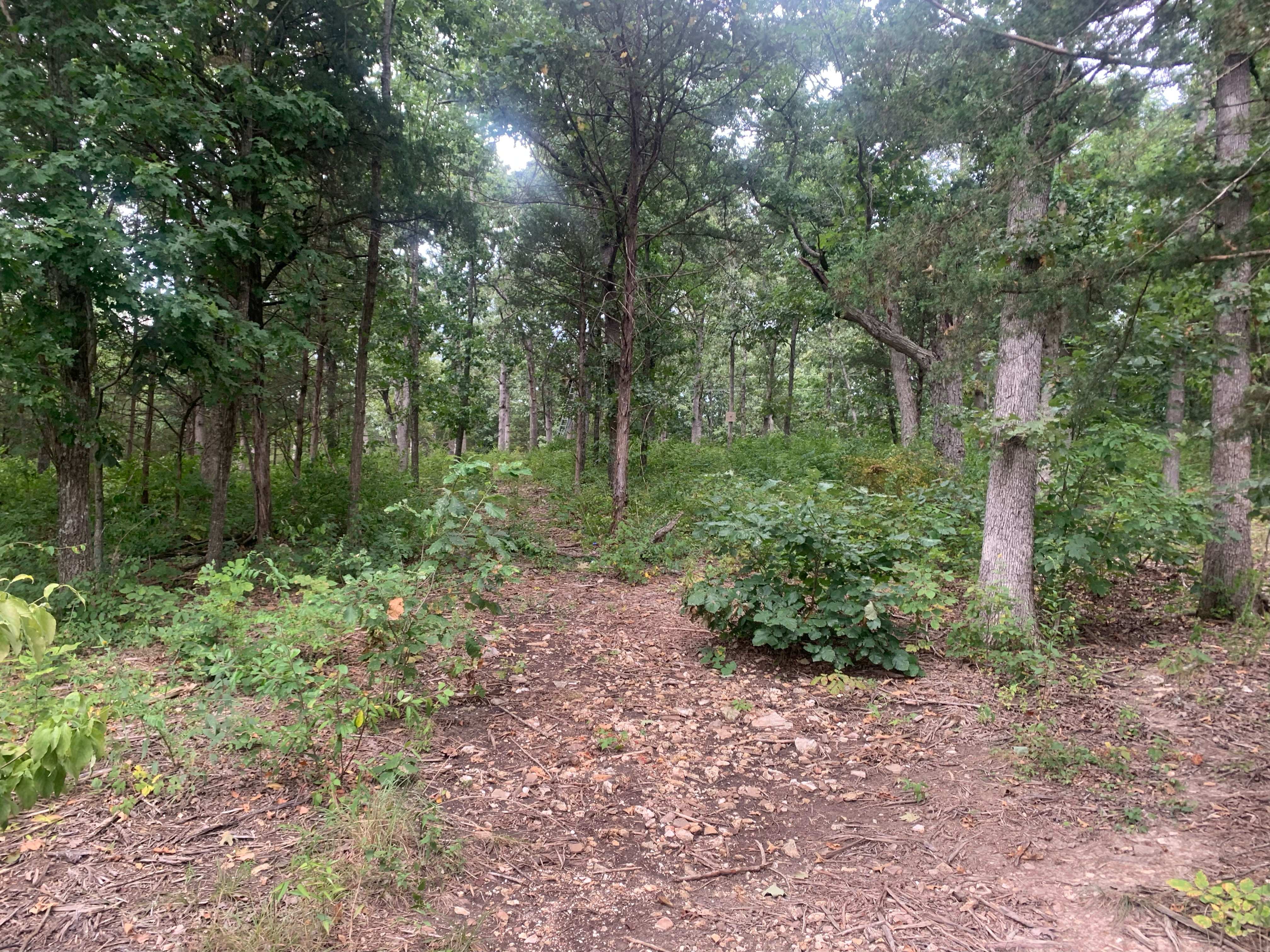 Cedar Grove 3
