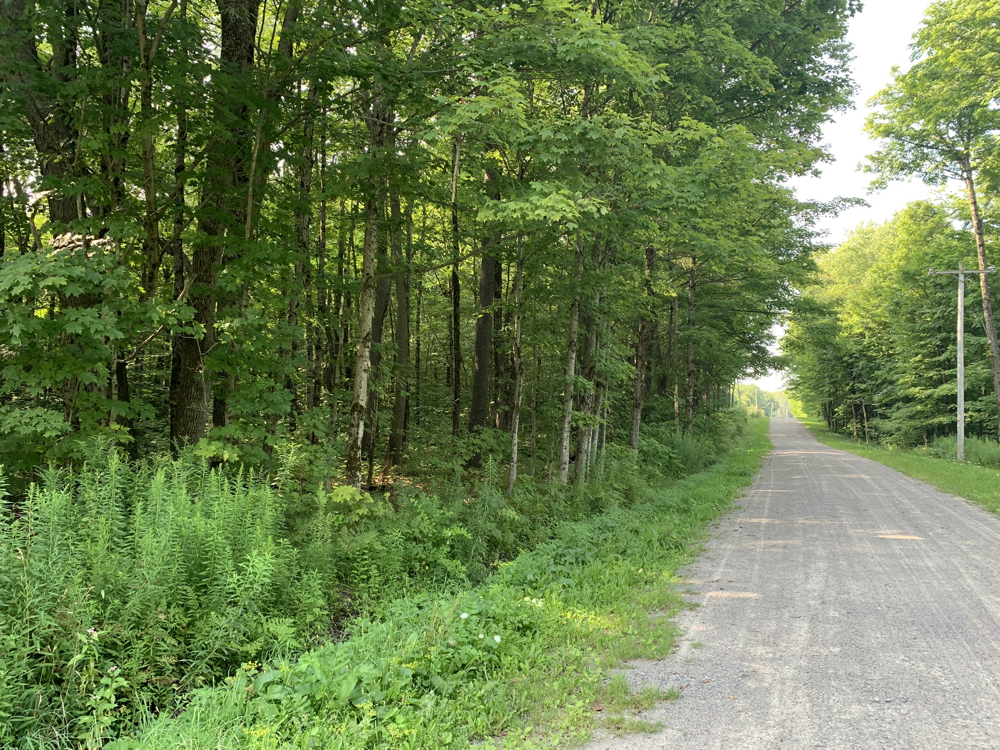 Lyman Brook Forest