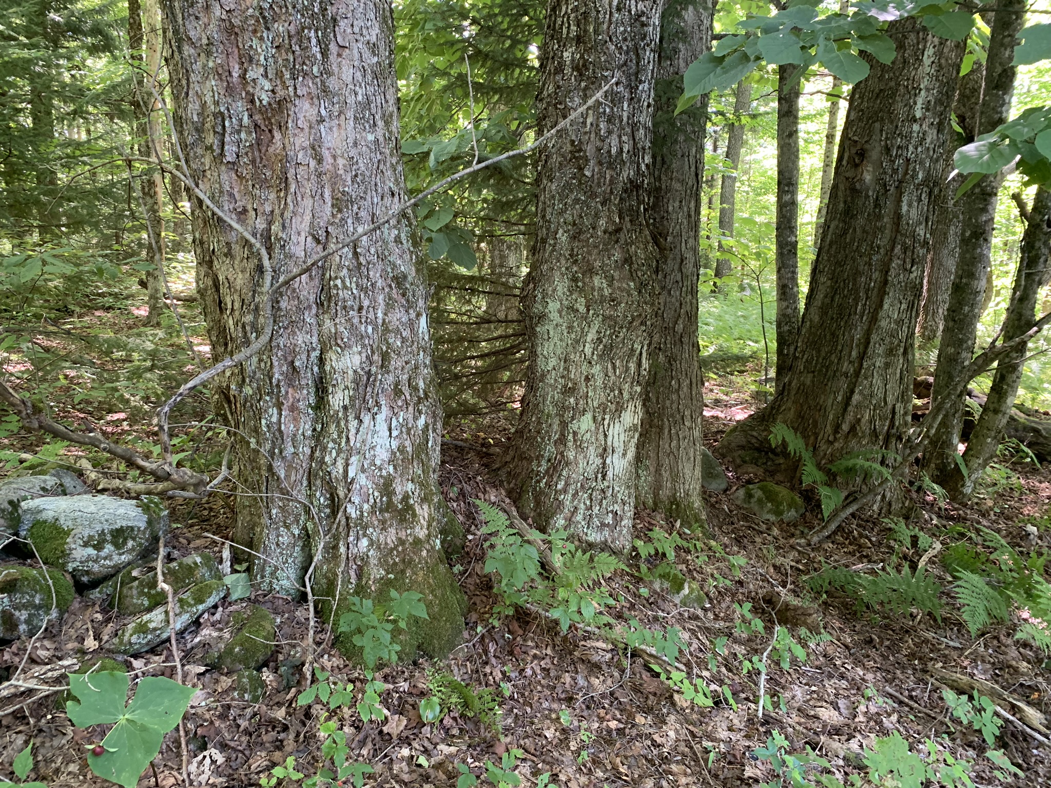 Lyman Brook Forest