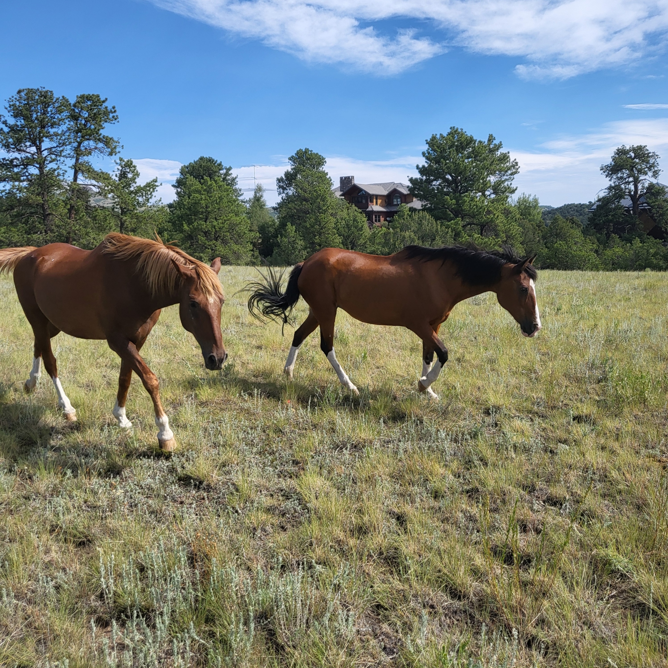 Screamin Eagle Ranch