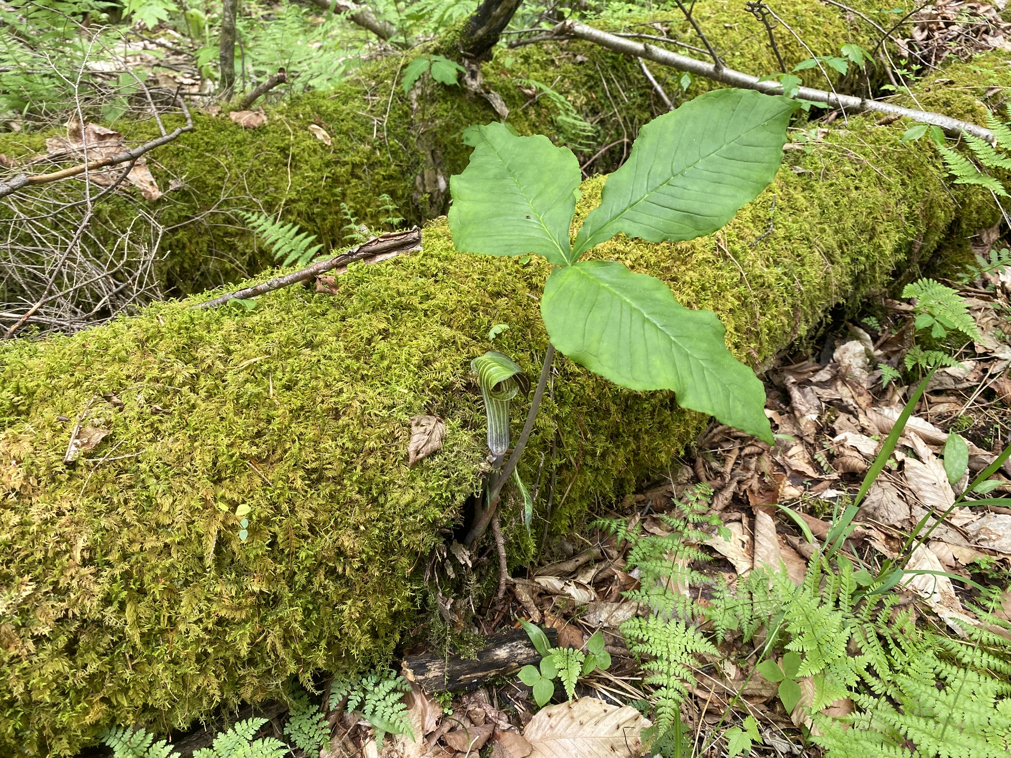 Little Salmon River Country