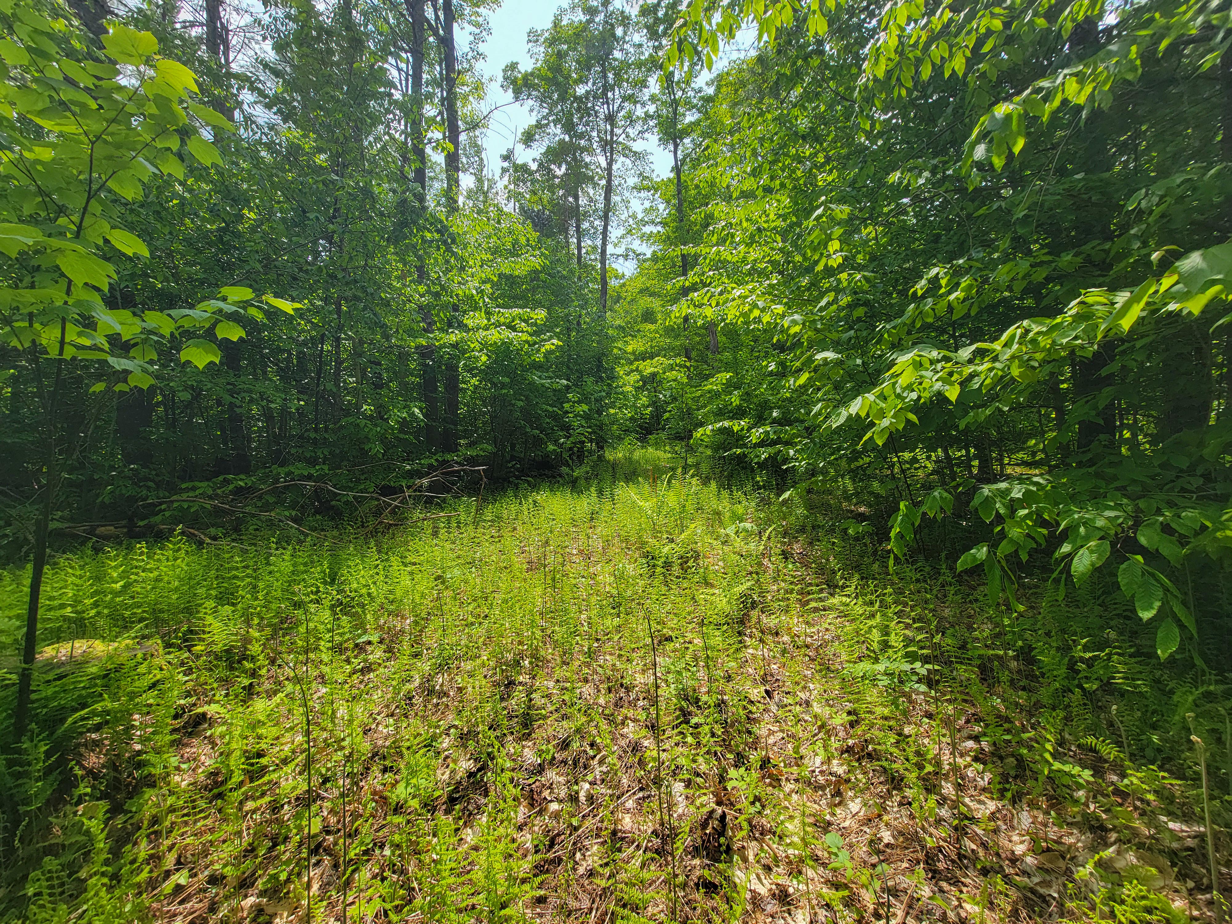 184 Schoolhouse Rd Jamaica
