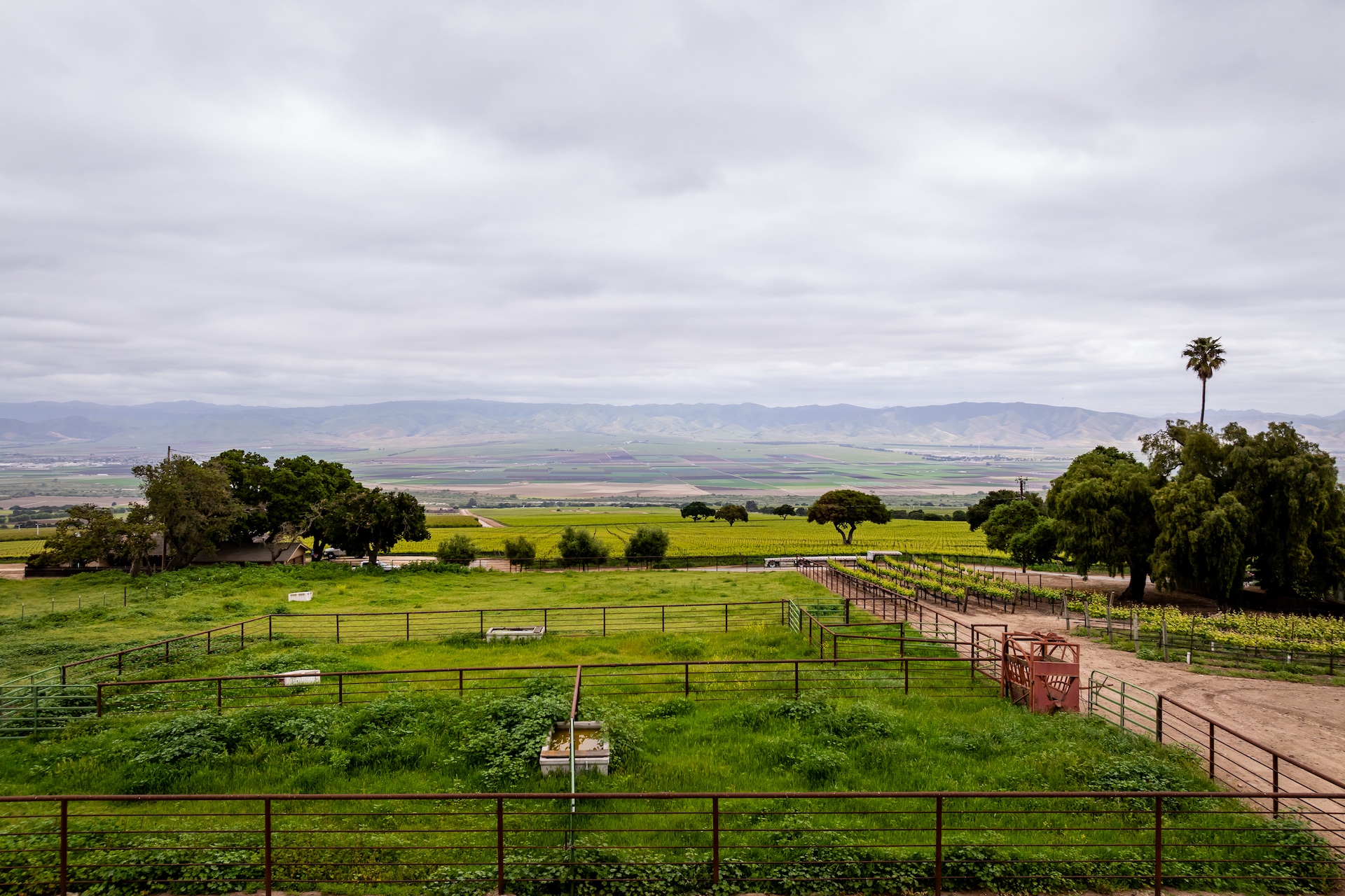Boekenoogen Santa Lucia Highlands Vineyard
