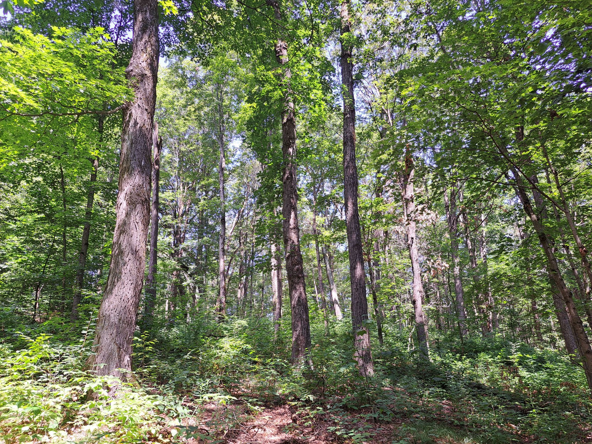 Listing Image 53
