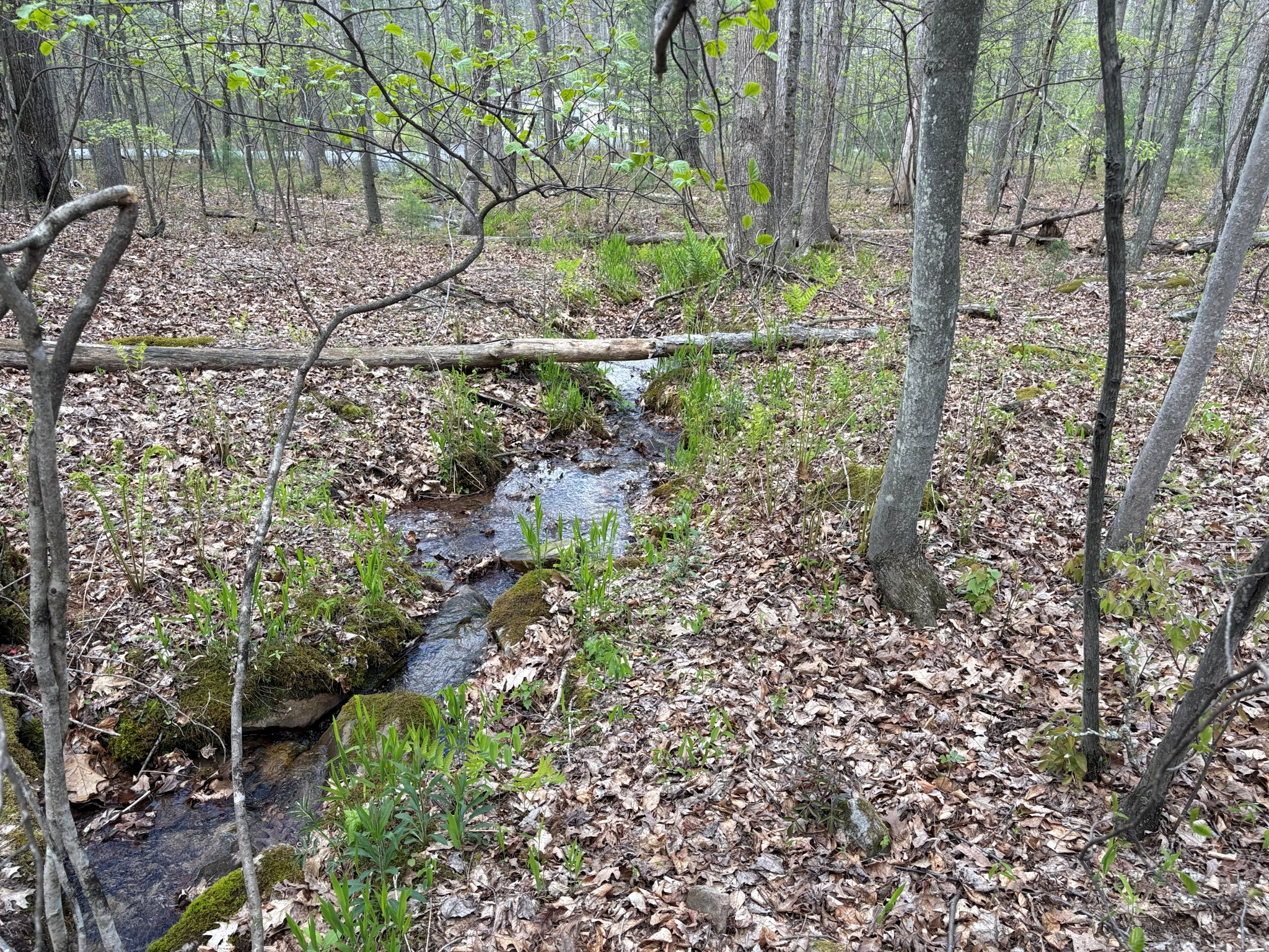 Listing Image 29