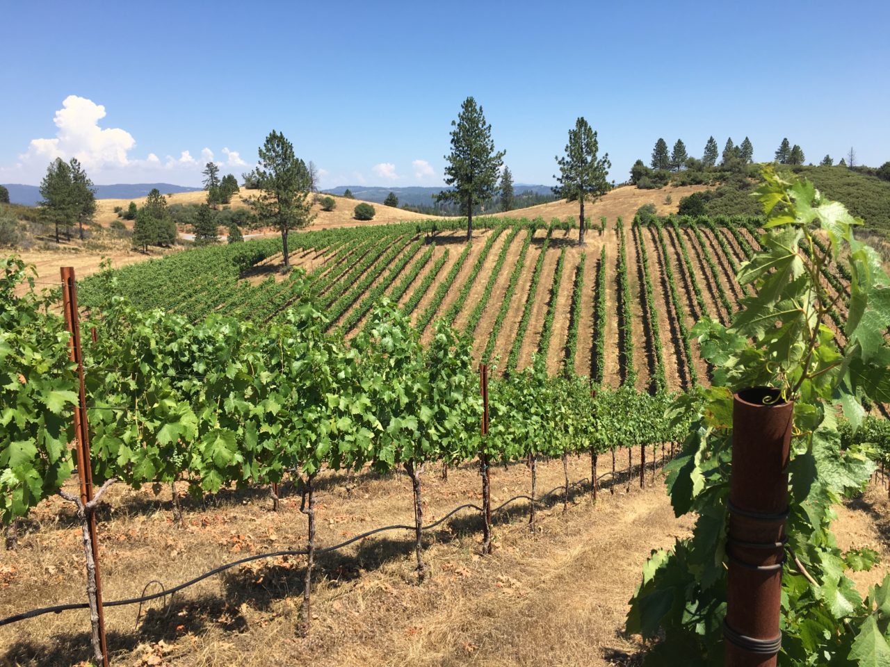 Tailem Bend Ranch and Vineyard