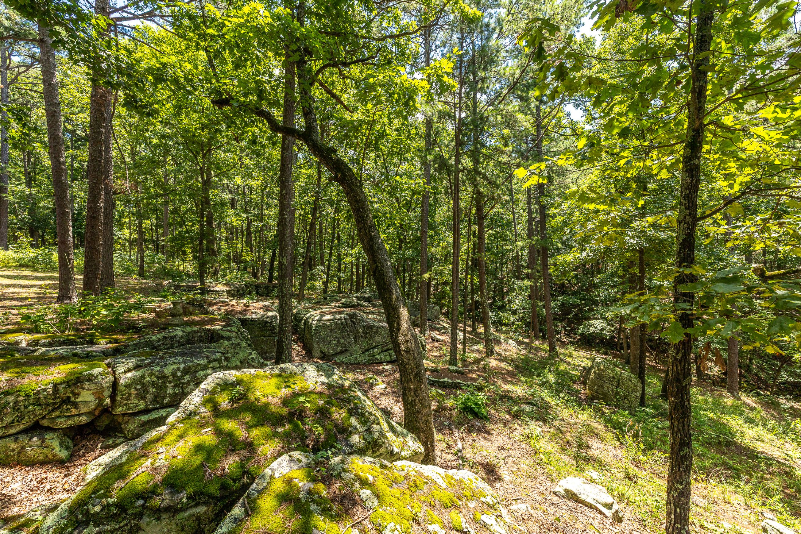 Boulder Pine Hollow