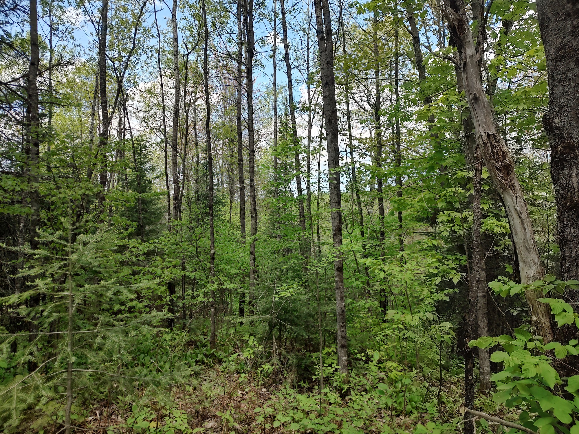 160 Acre Wilderness Retreat 50175391