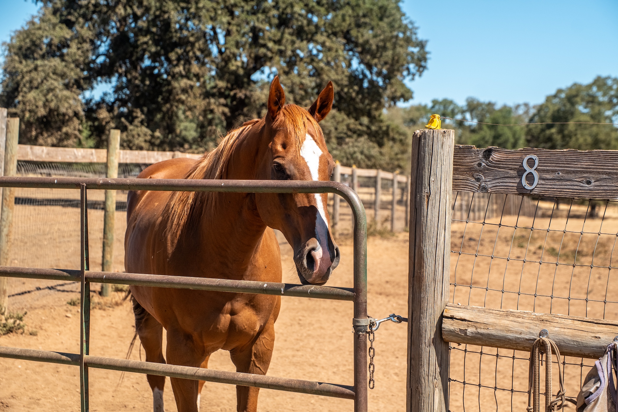 Blue Fountain Farm