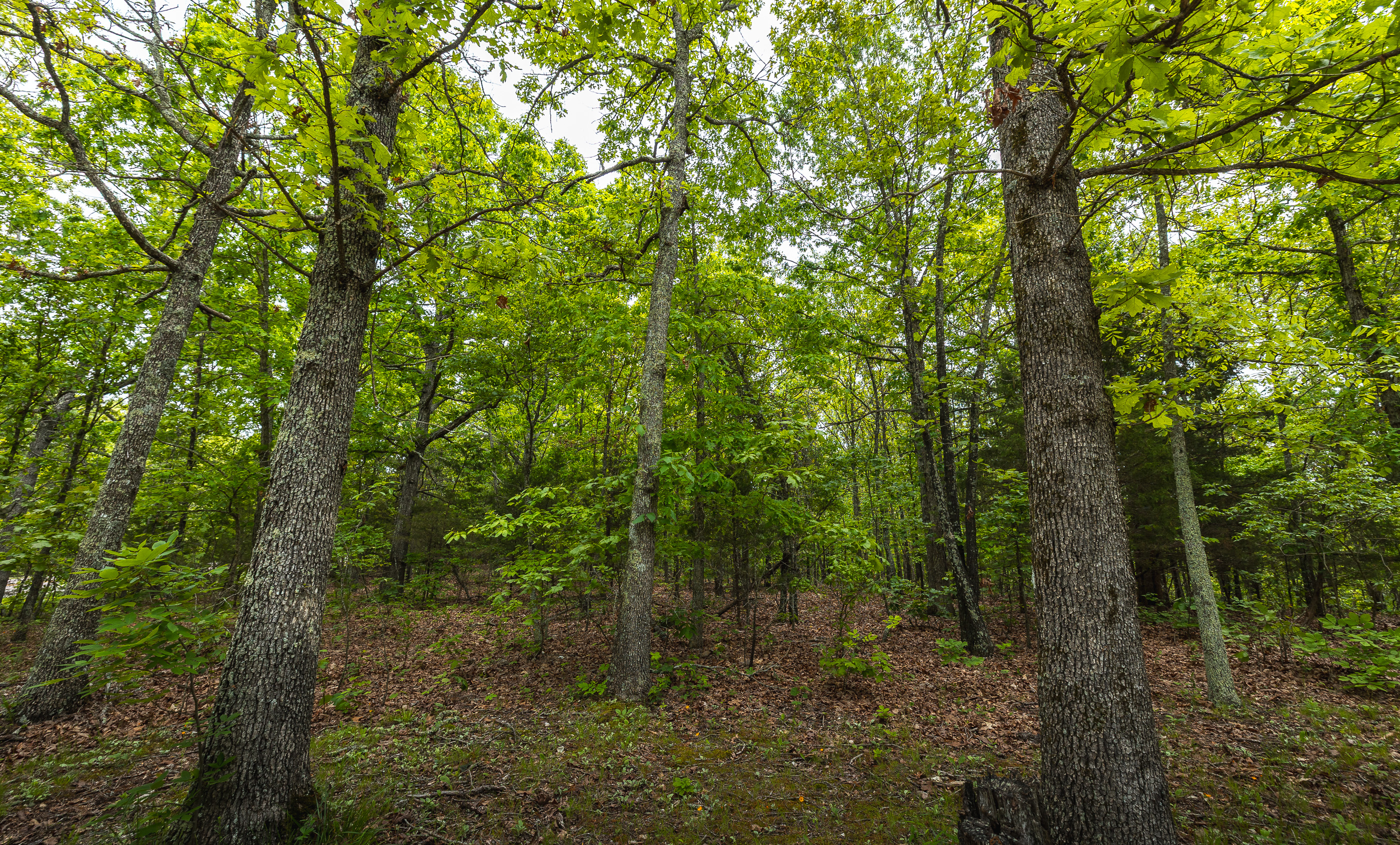 Pine Hollow Sportsmen