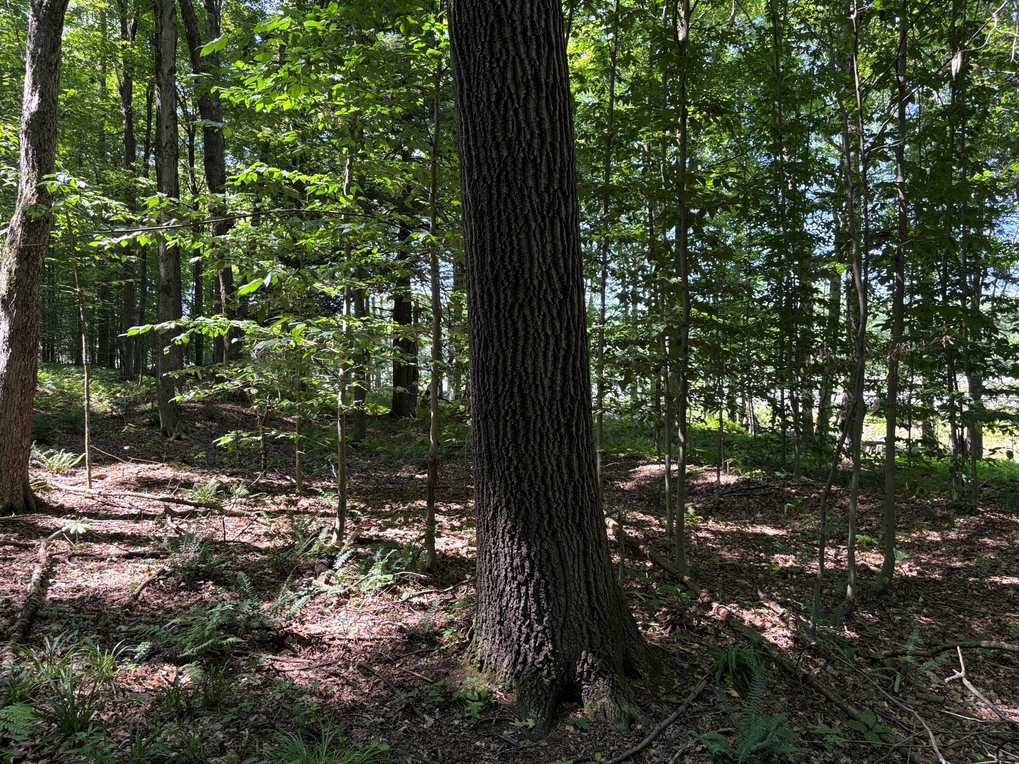 Listing Image 25