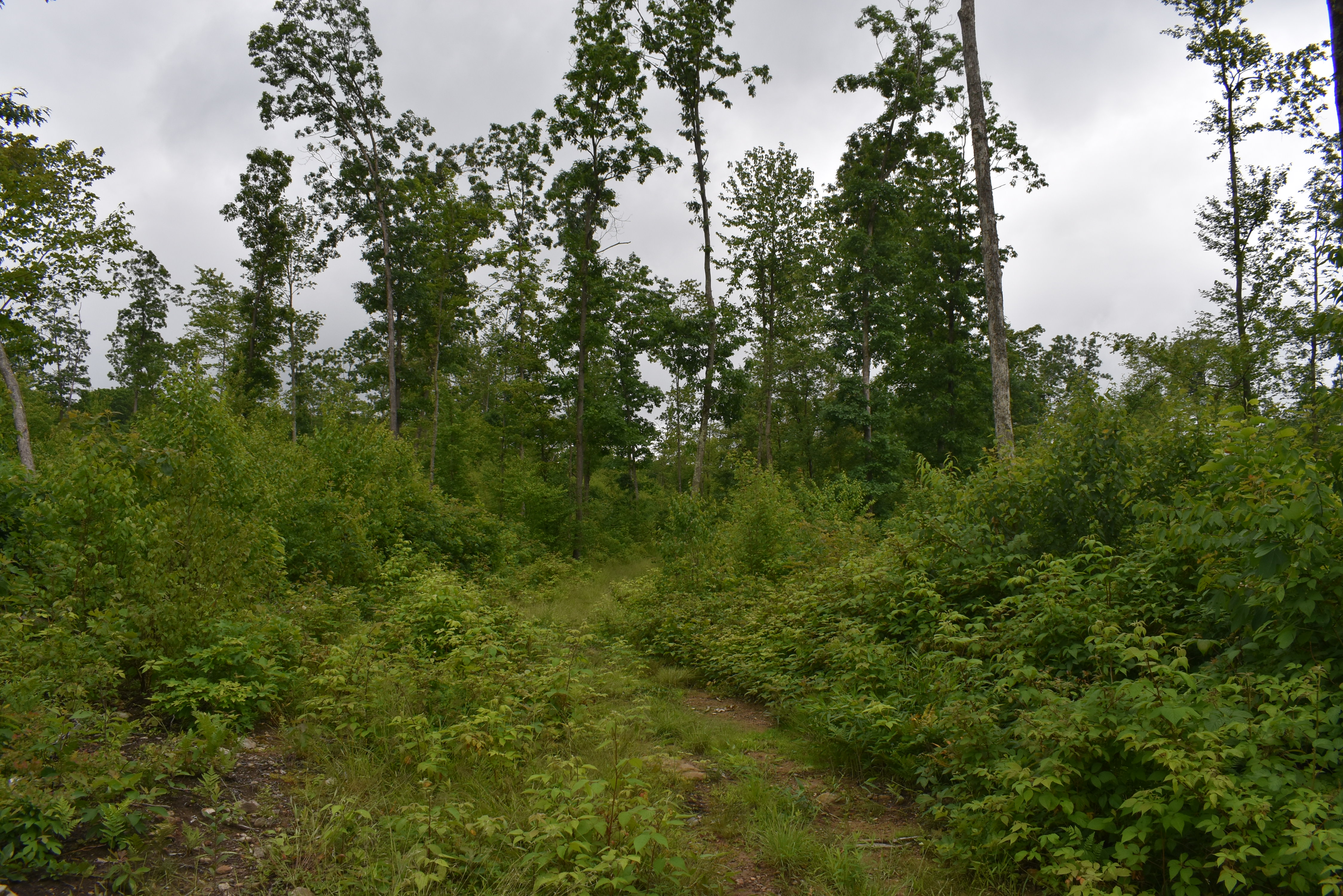 Listing Image 18