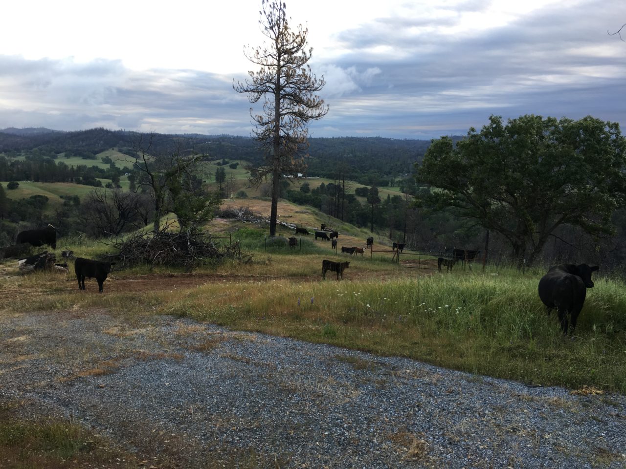 Tailem Bend Ranch and Vineyard