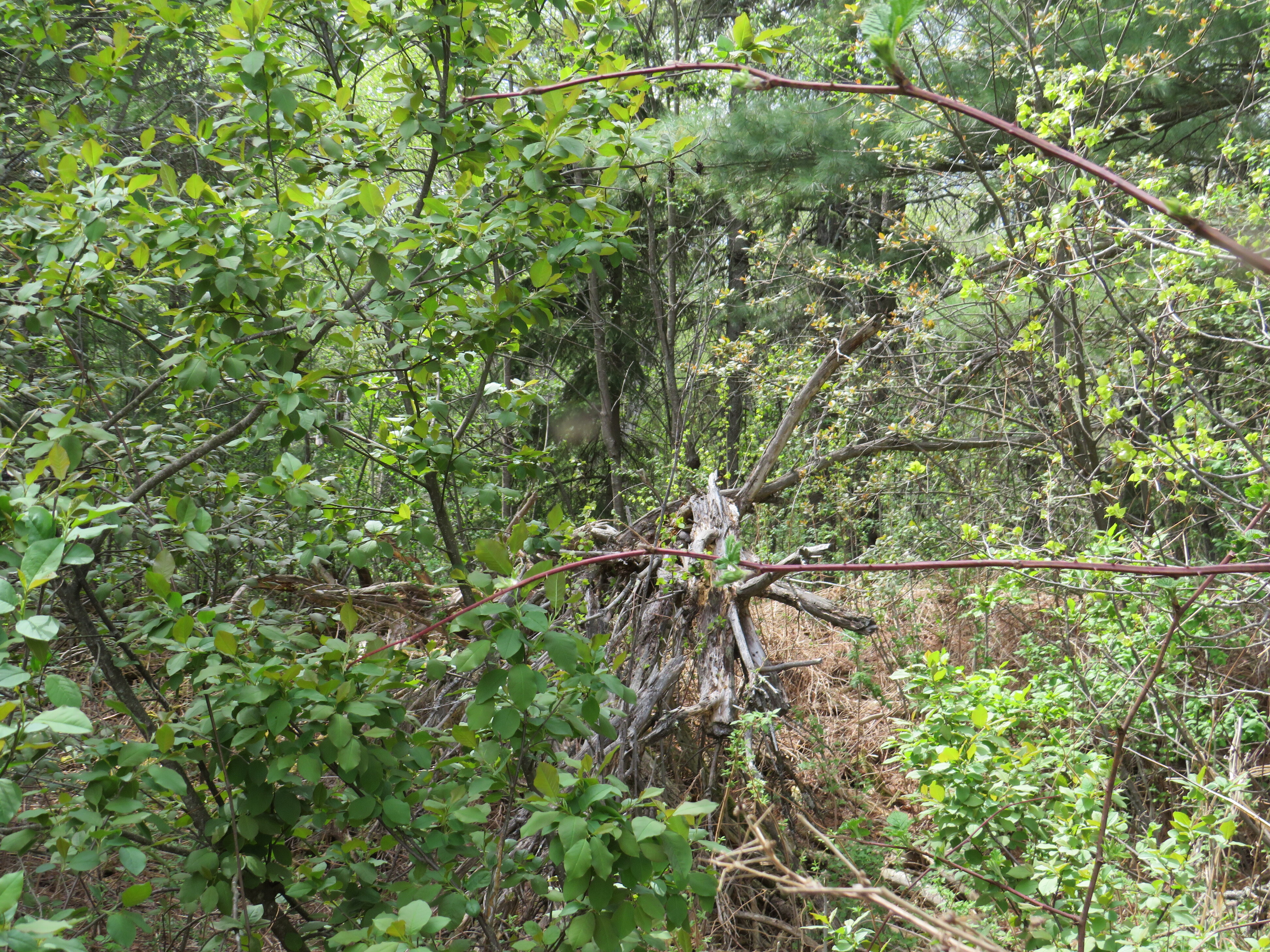 160 Acre Wilderness Retreat 50175391