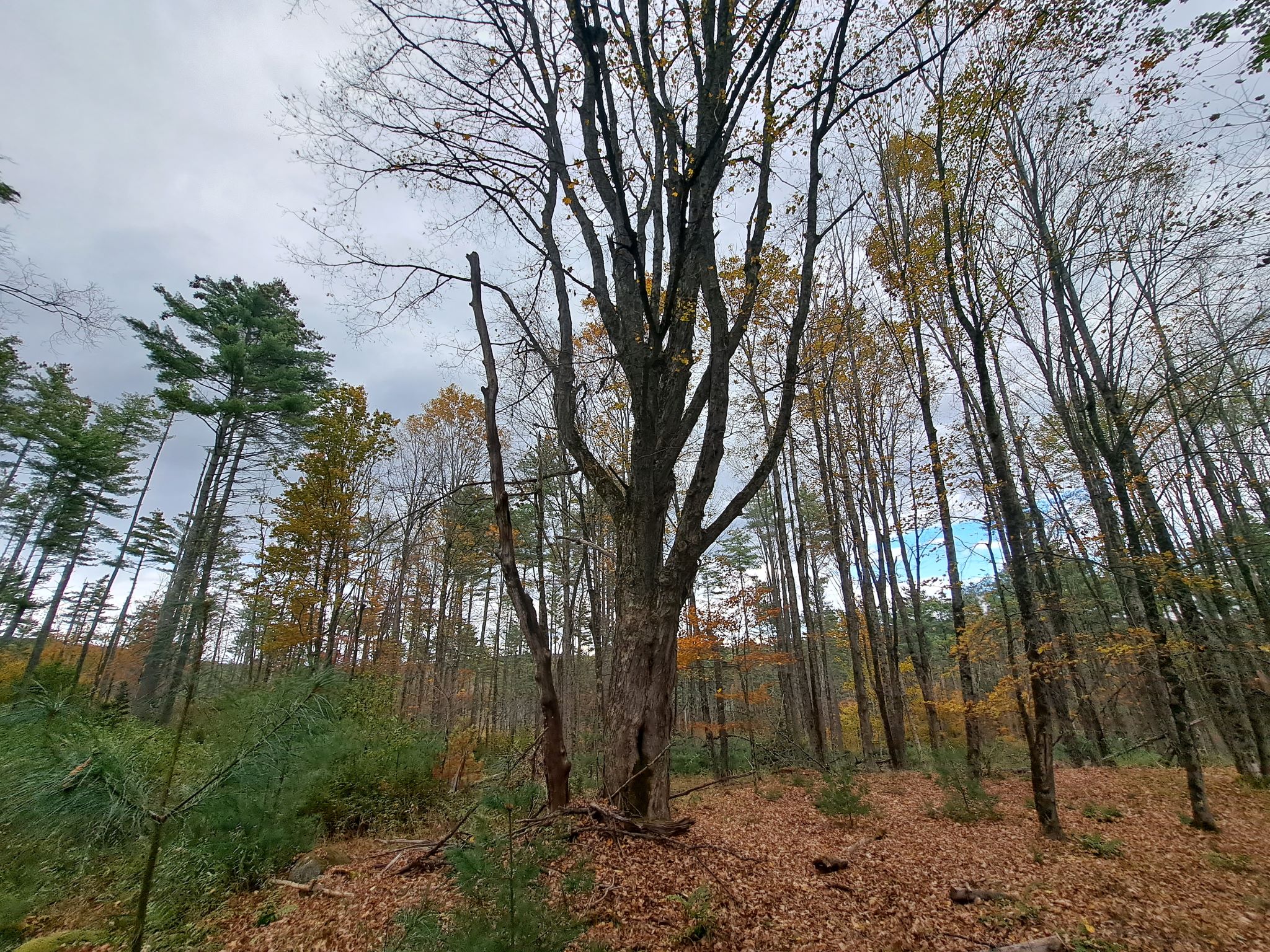 Hudson River Woods & Water