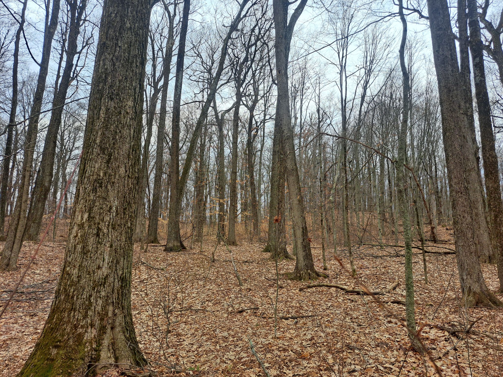 Listing Image 47