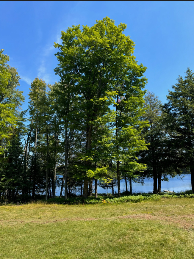 U.P. Robinson Lake Parcel 50167828