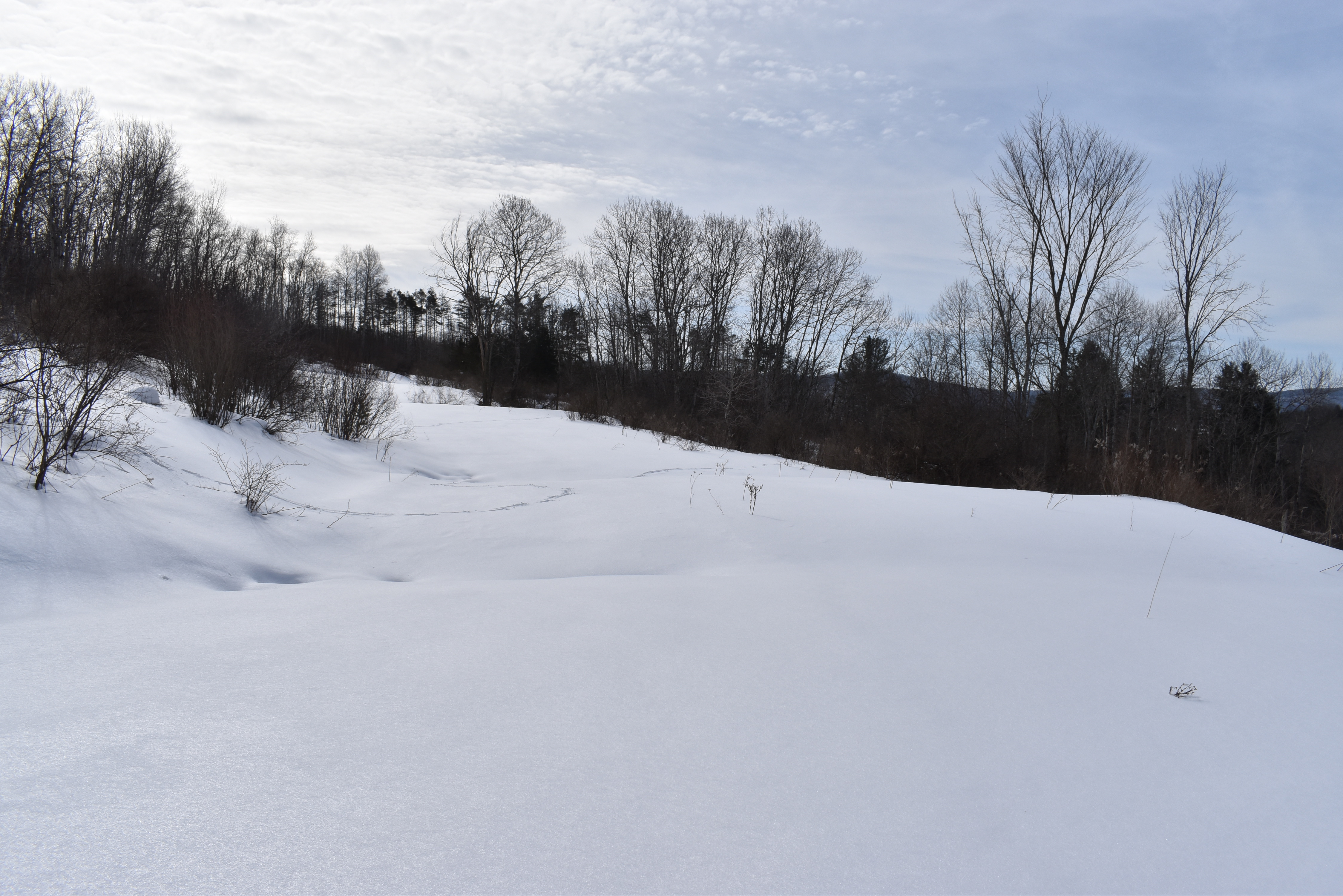 Morgan Hollow