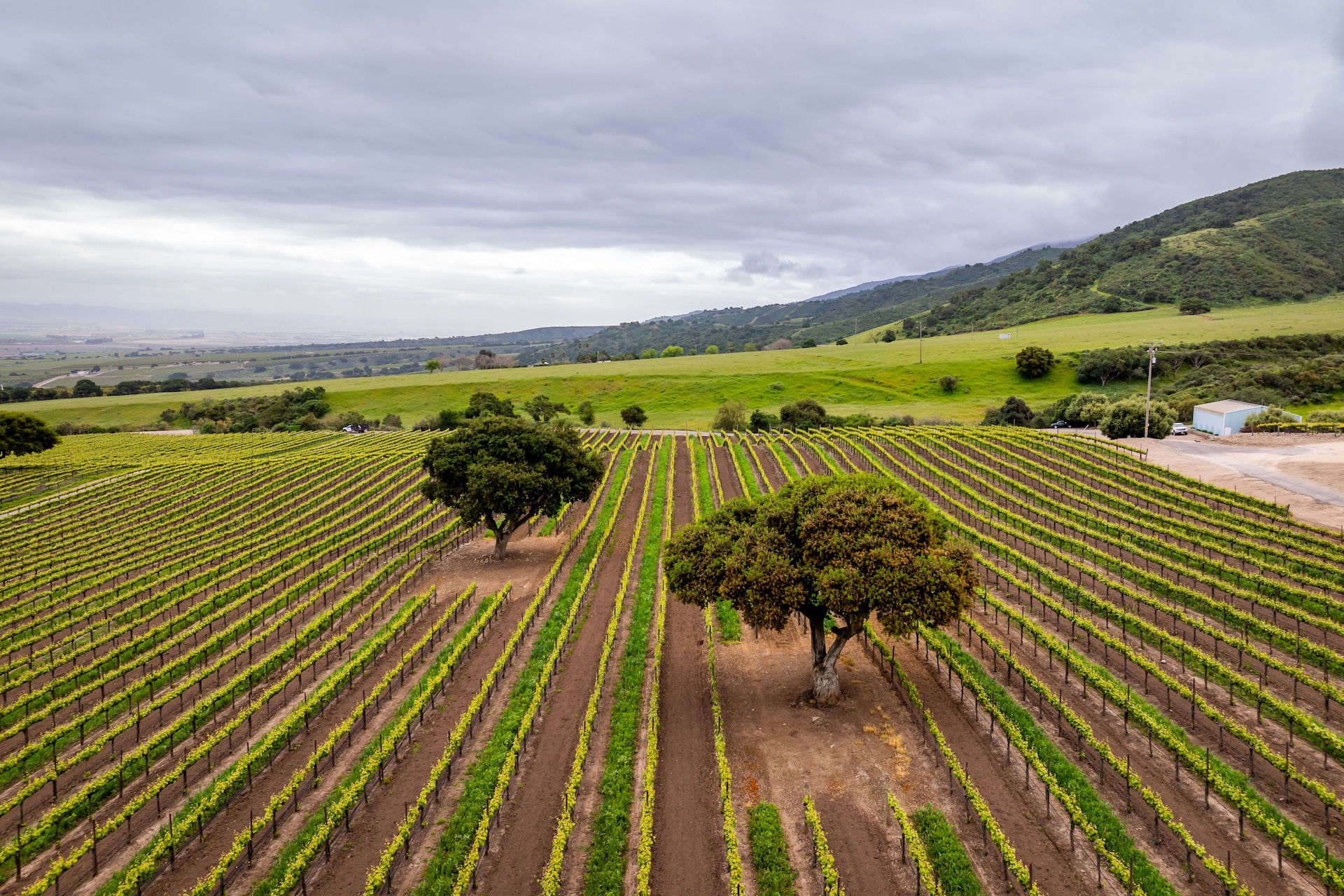 Boekenoogen Santa Lucia Highlands Vineyard