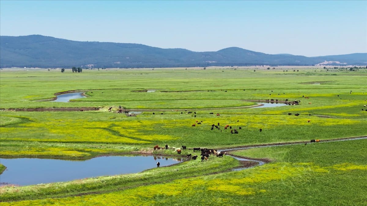 Pit River Cattle Ranch