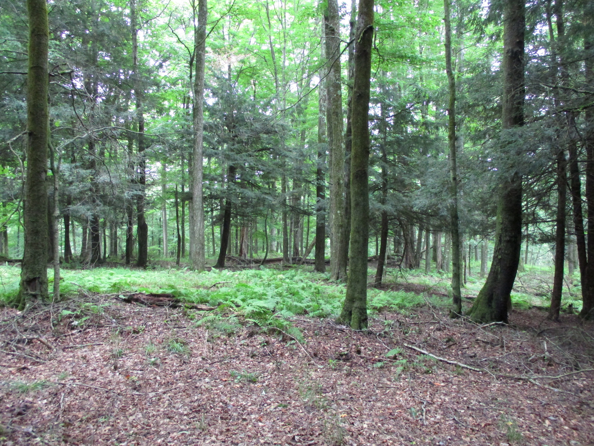 Listing Image 38