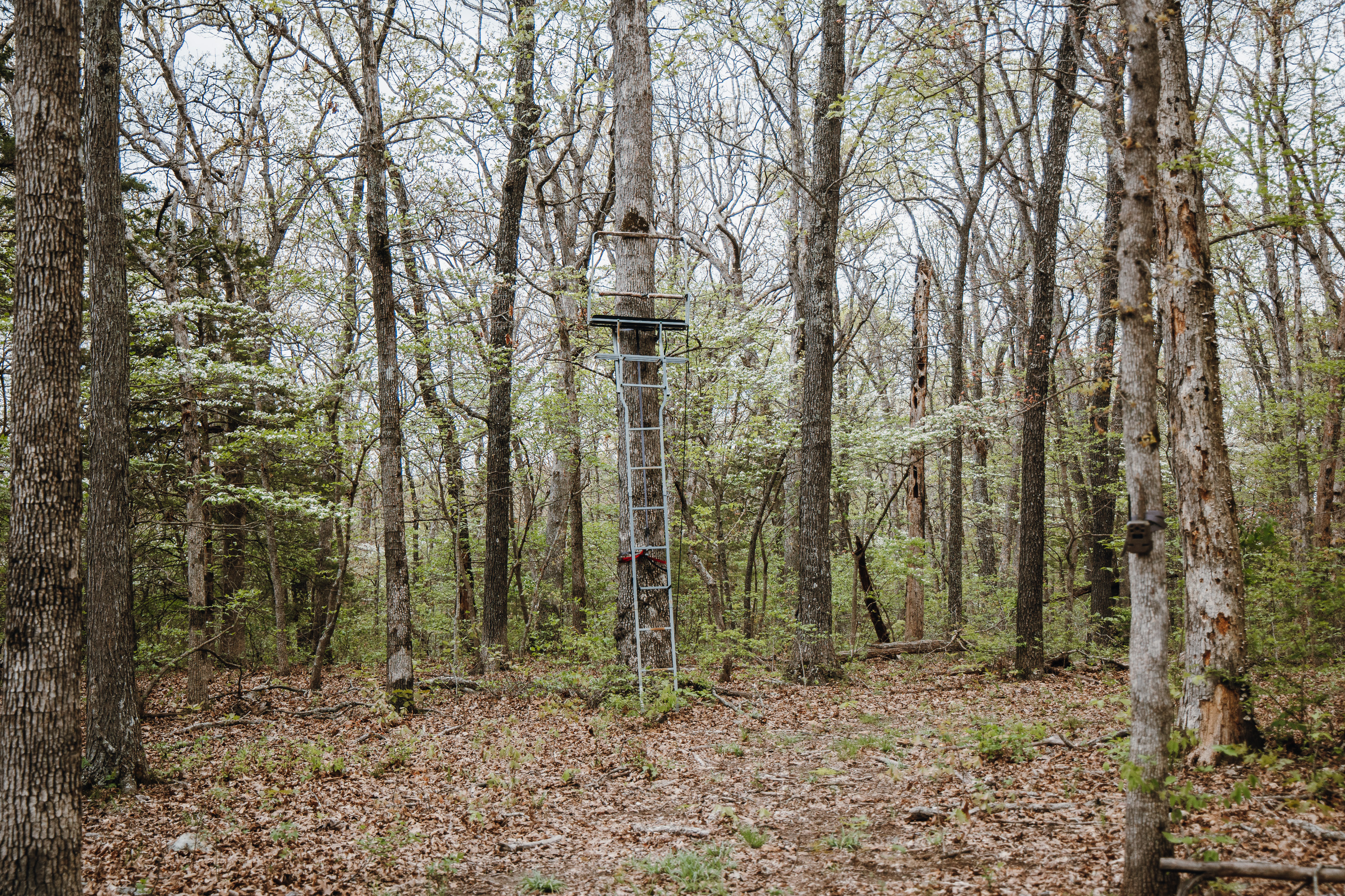 Buck Nest 32