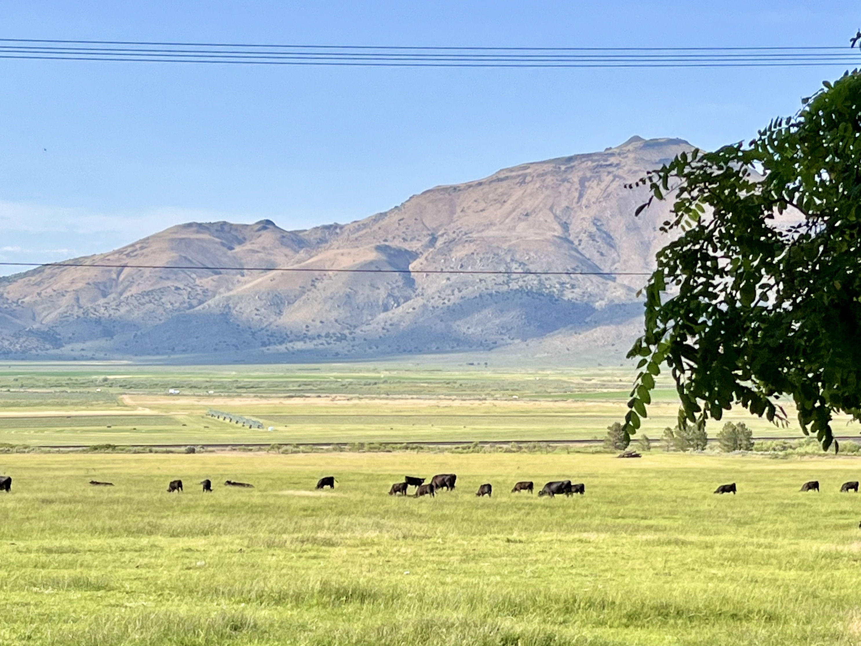 Constantia Ranch